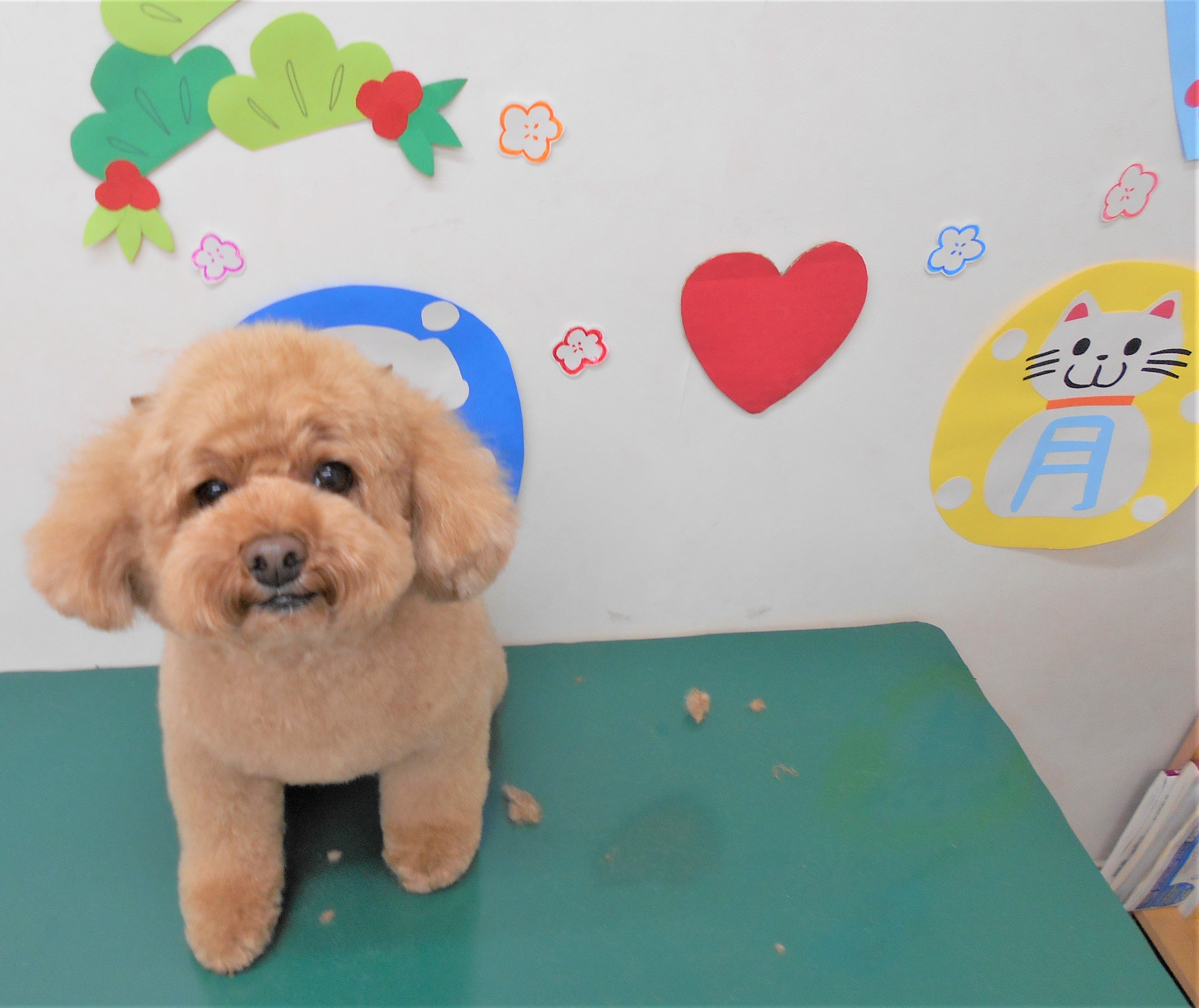 トリミングサロン シュシュどうぶつ病院からのお知らせ 2019-01-30