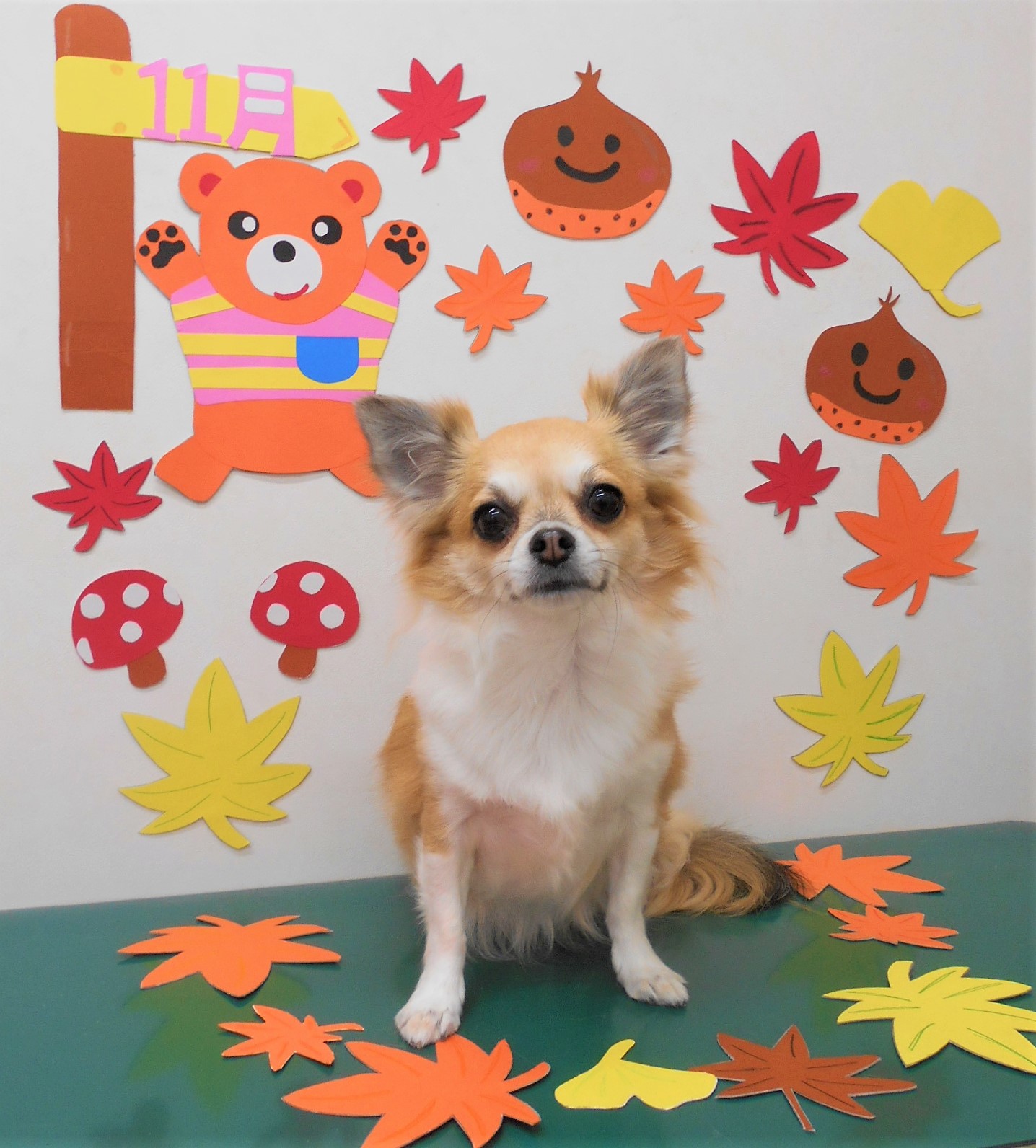 トリミングサロン シュシュどうぶつ病院からのお知らせ 2019-11-05