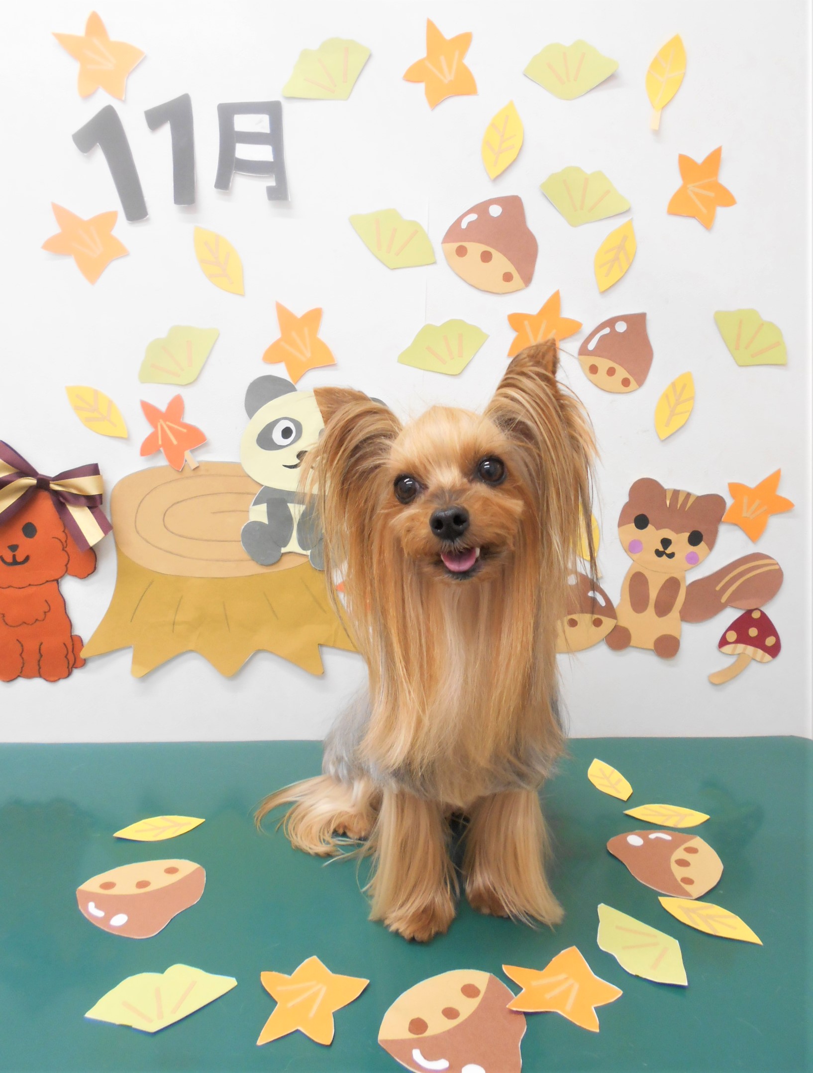 トリミングサロン シュシュどうぶつ病院からのお知らせ 2020-11-12
