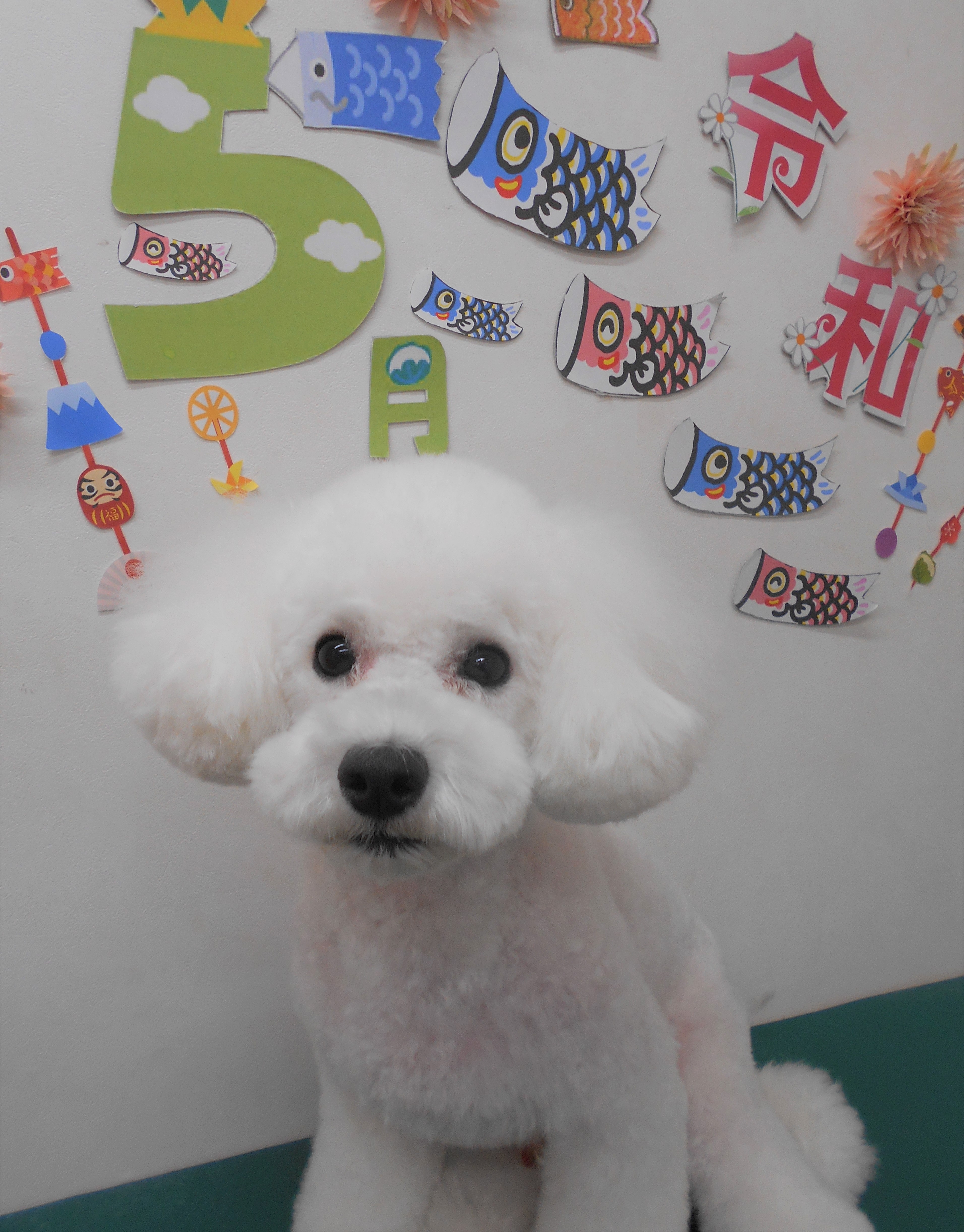 トリミングサロン シュシュどうぶつ病院からのお知らせ 2019-05-26