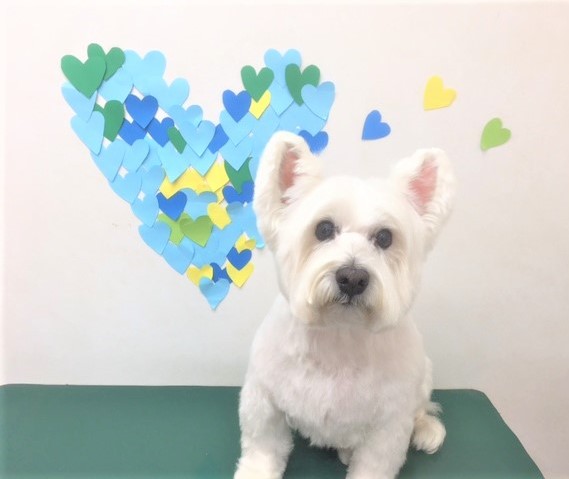 トリミングサロン シュシュどうぶつ病院からのお知らせ 2019-03-13
