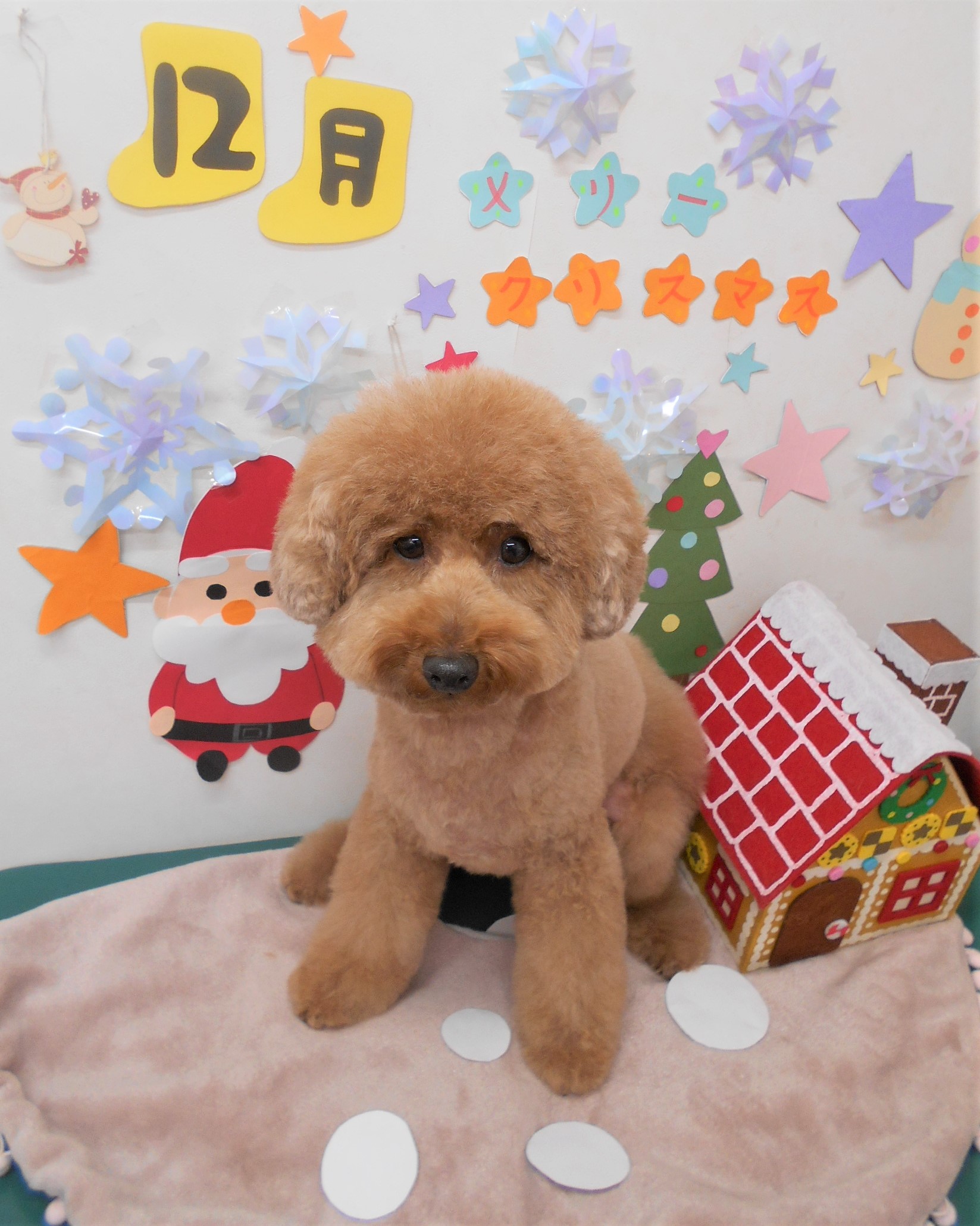 トリミングサロン シュシュどうぶつ病院からのお知らせ 2020-12-18