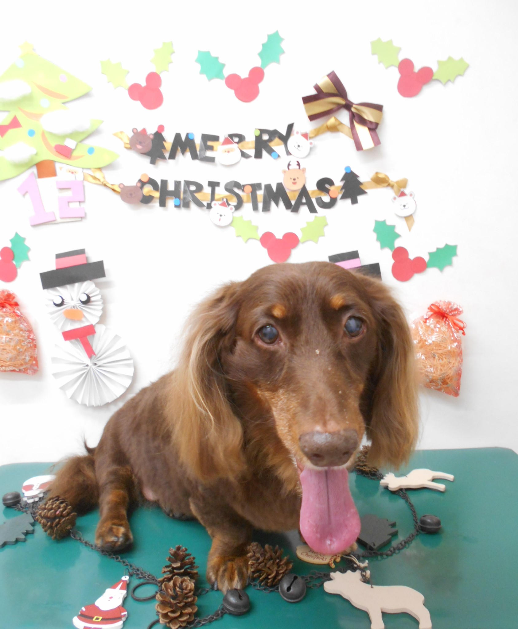 トリミングサロン シュシュどうぶつ病院からのお知らせ 2019-12-05