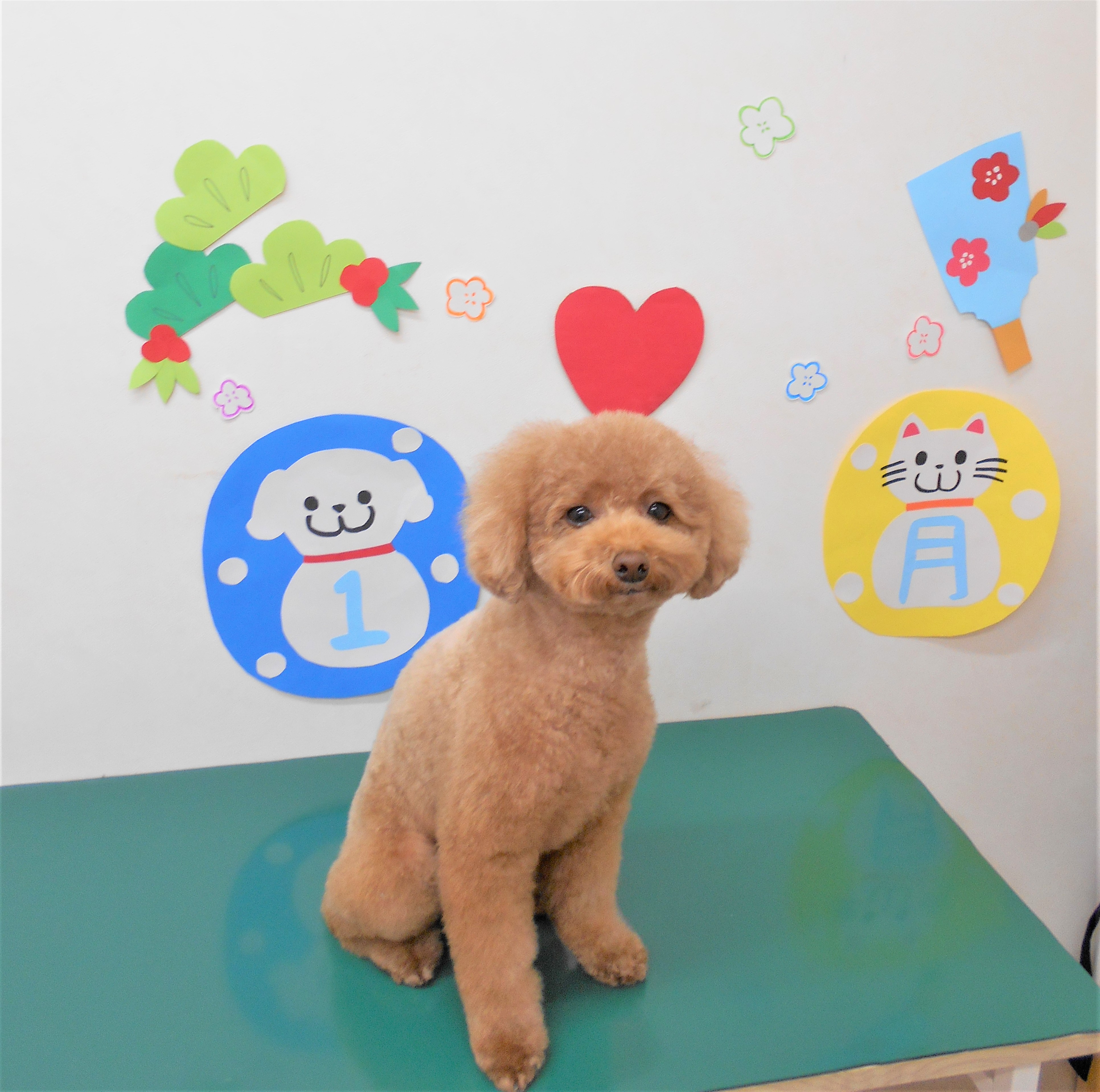 トリミングサロン シュシュどうぶつ病院からのお知らせ 2019-01-09