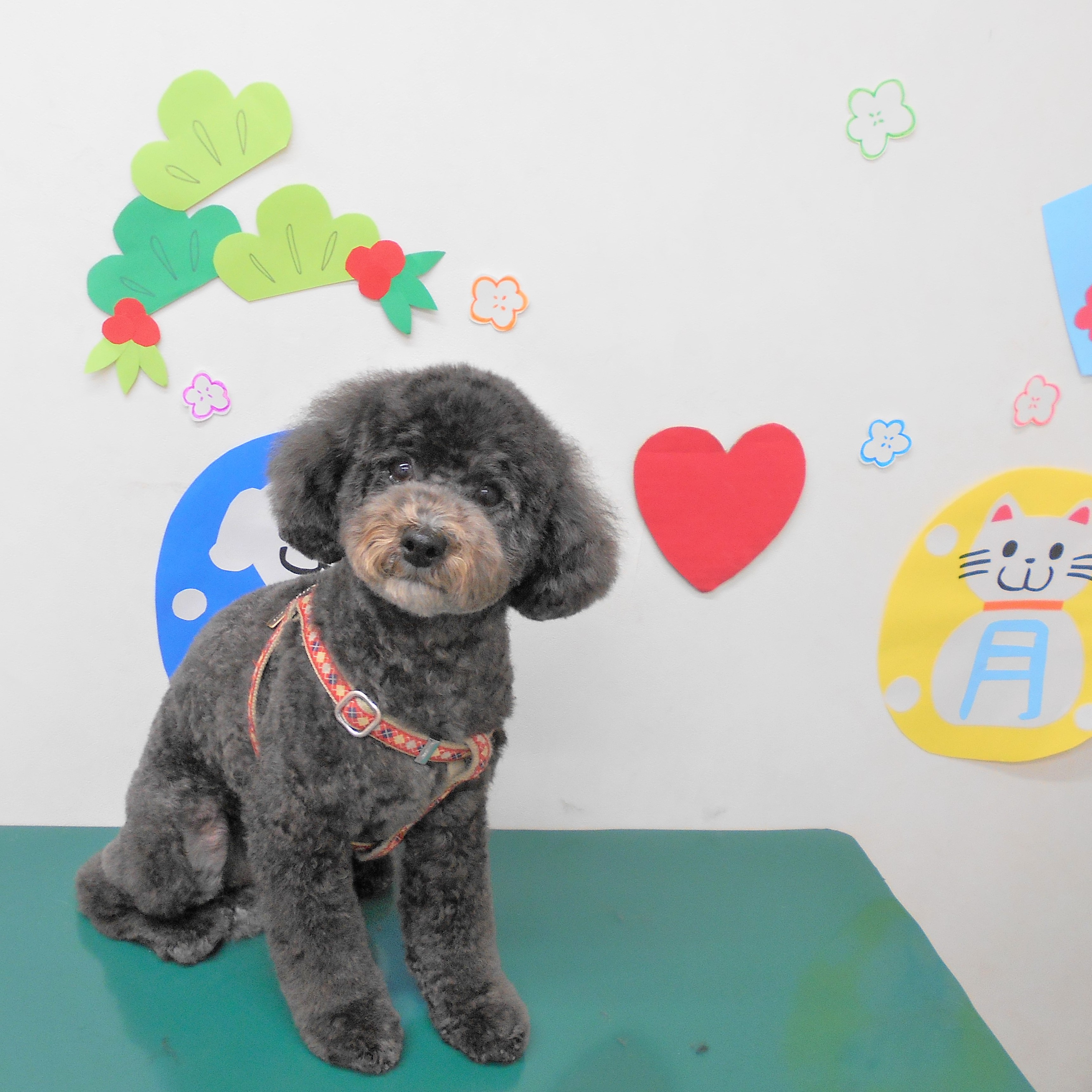トリミングサロン シュシュどうぶつ病院からのお知らせ 2019-01-25