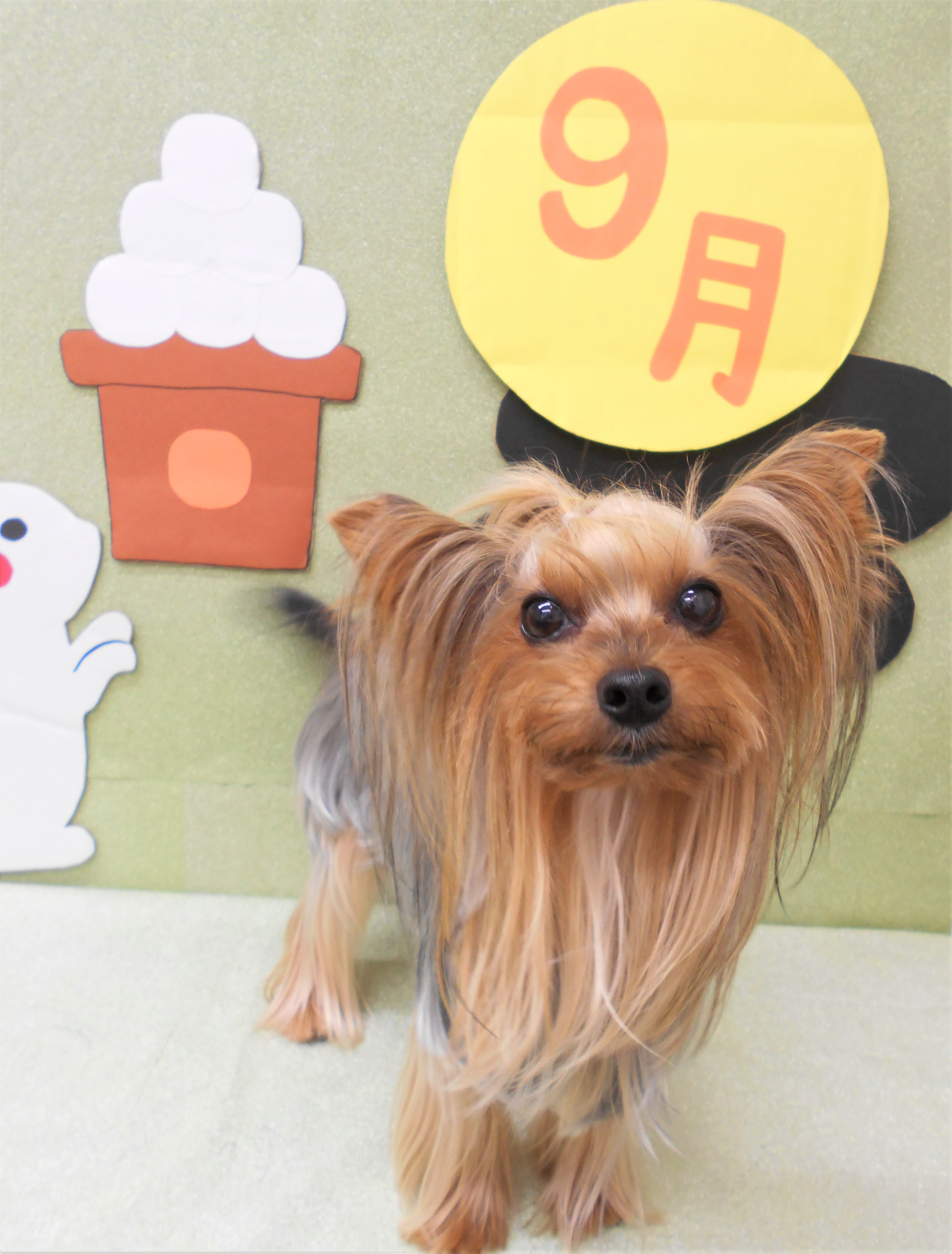 トリミングサロン シュシュどうぶつ病院からのお知らせ 2019-09-05
