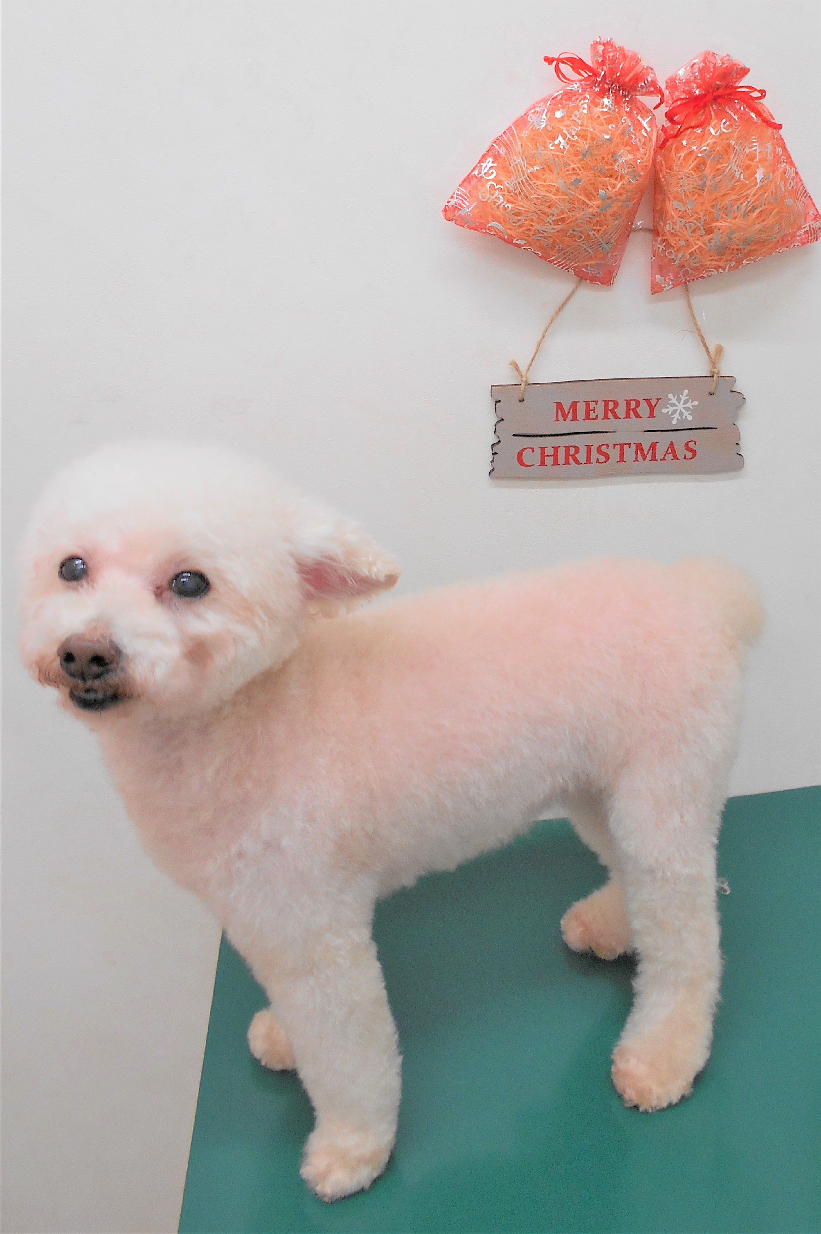 トリミングサロン シュシュどうぶつ病院からのお知らせ 2018-12-18