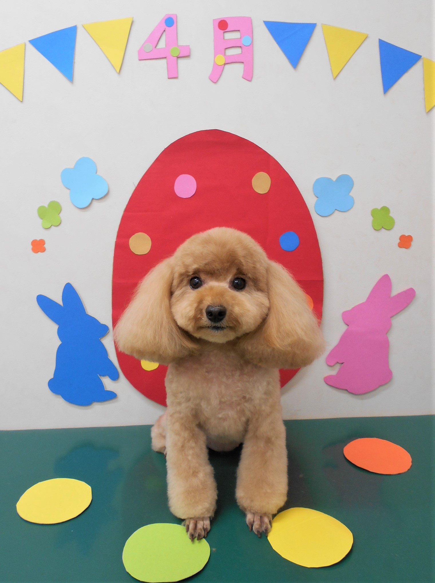 トリミングサロン シュシュどうぶつ病院からのお知らせ 2020-04-05