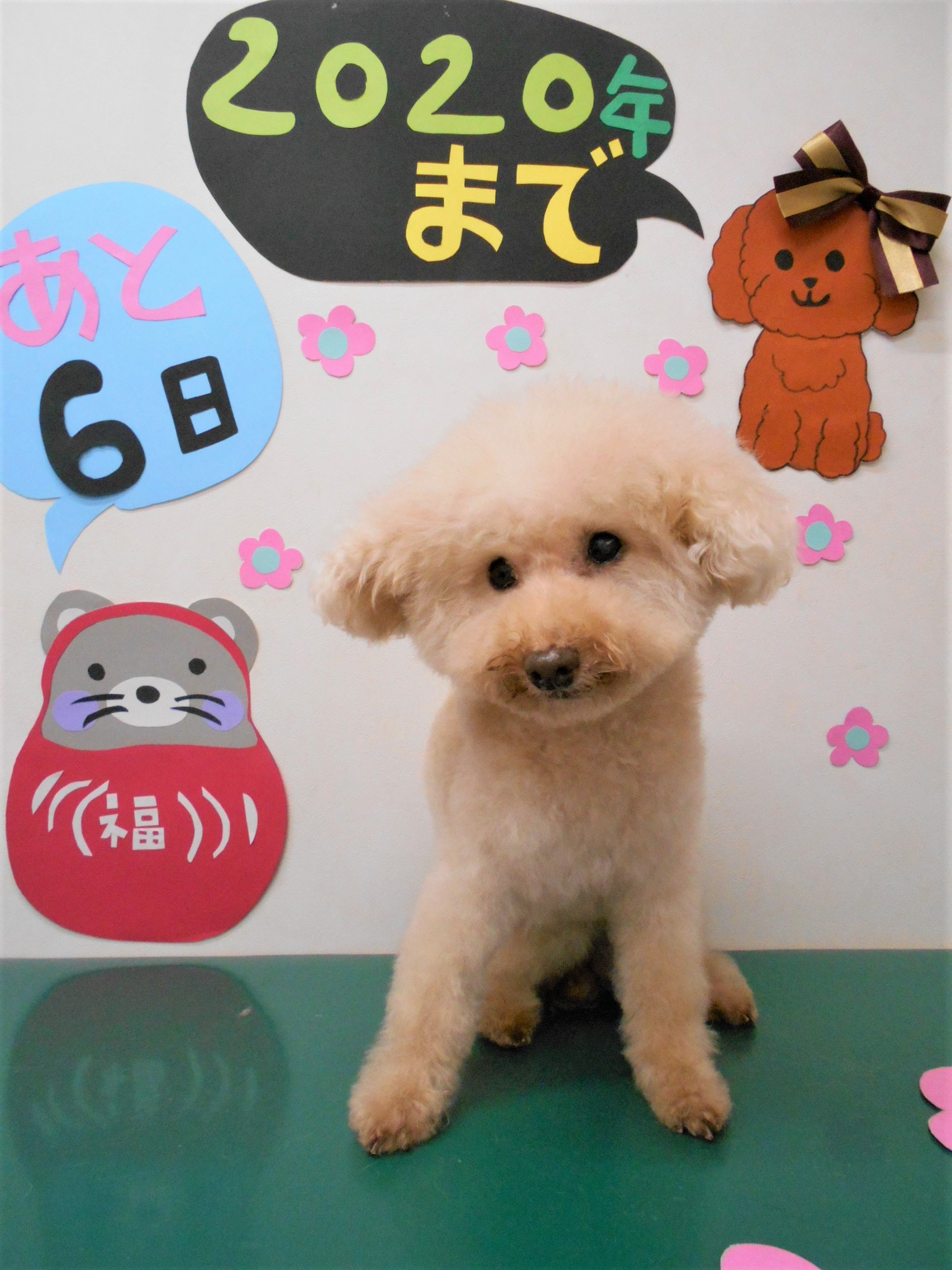 トリミングサロン シュシュどうぶつ病院からのお知らせ 2019-12-26