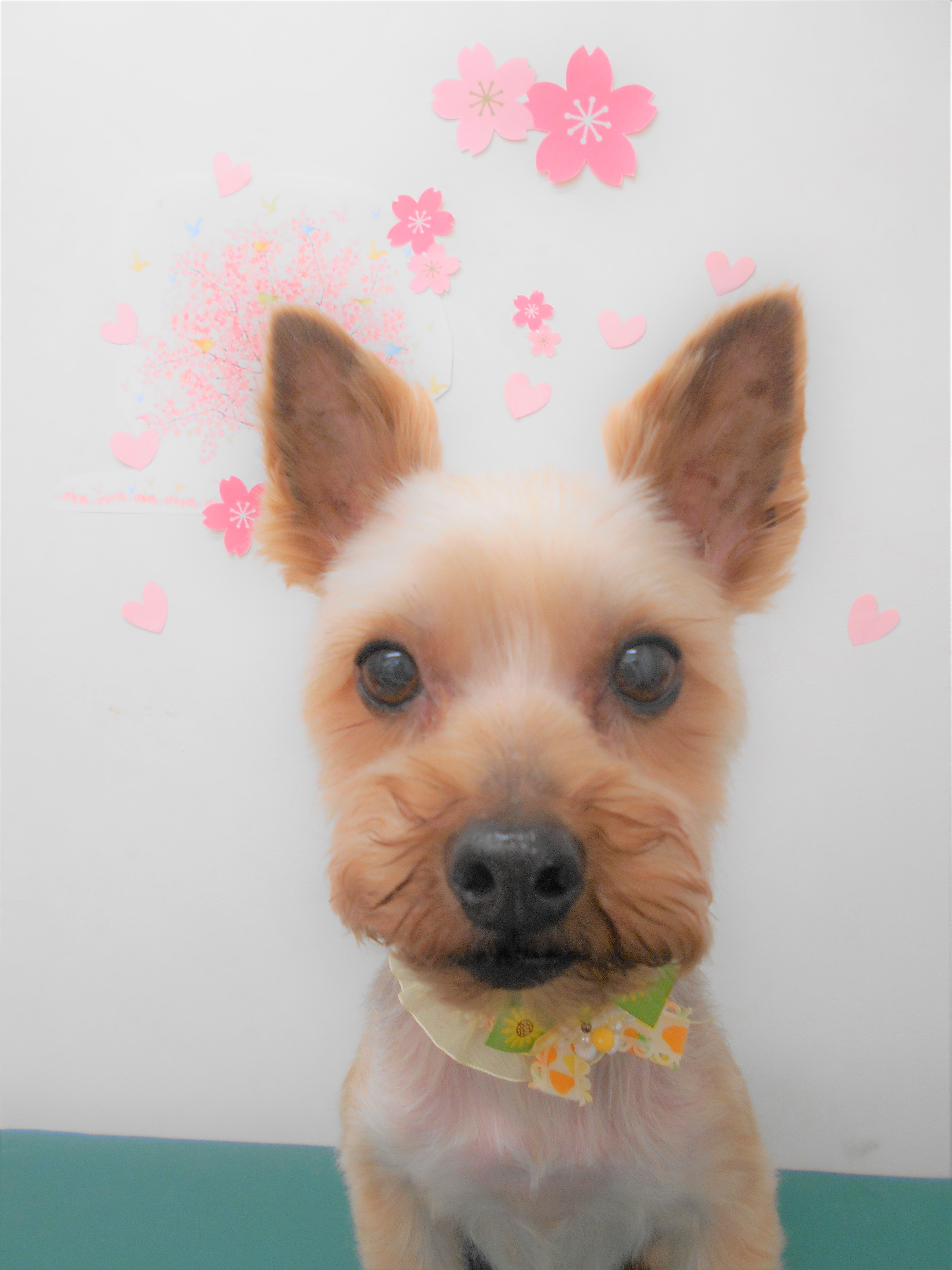トリミングサロン シュシュどうぶつ病院からのお知らせ 2019-04-02