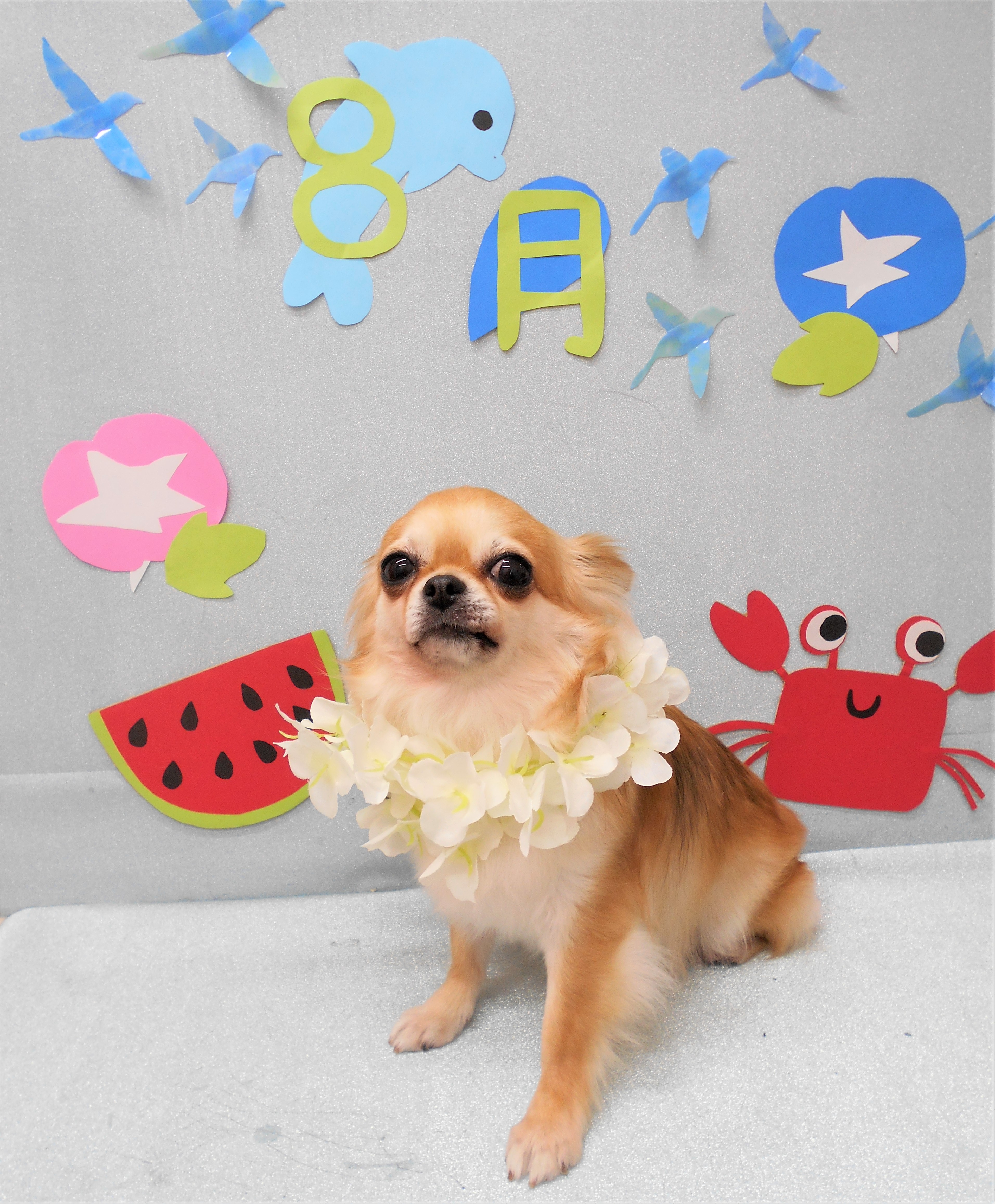 トリミングサロン シュシュどうぶつ病院からのお知らせ 2019-08-10