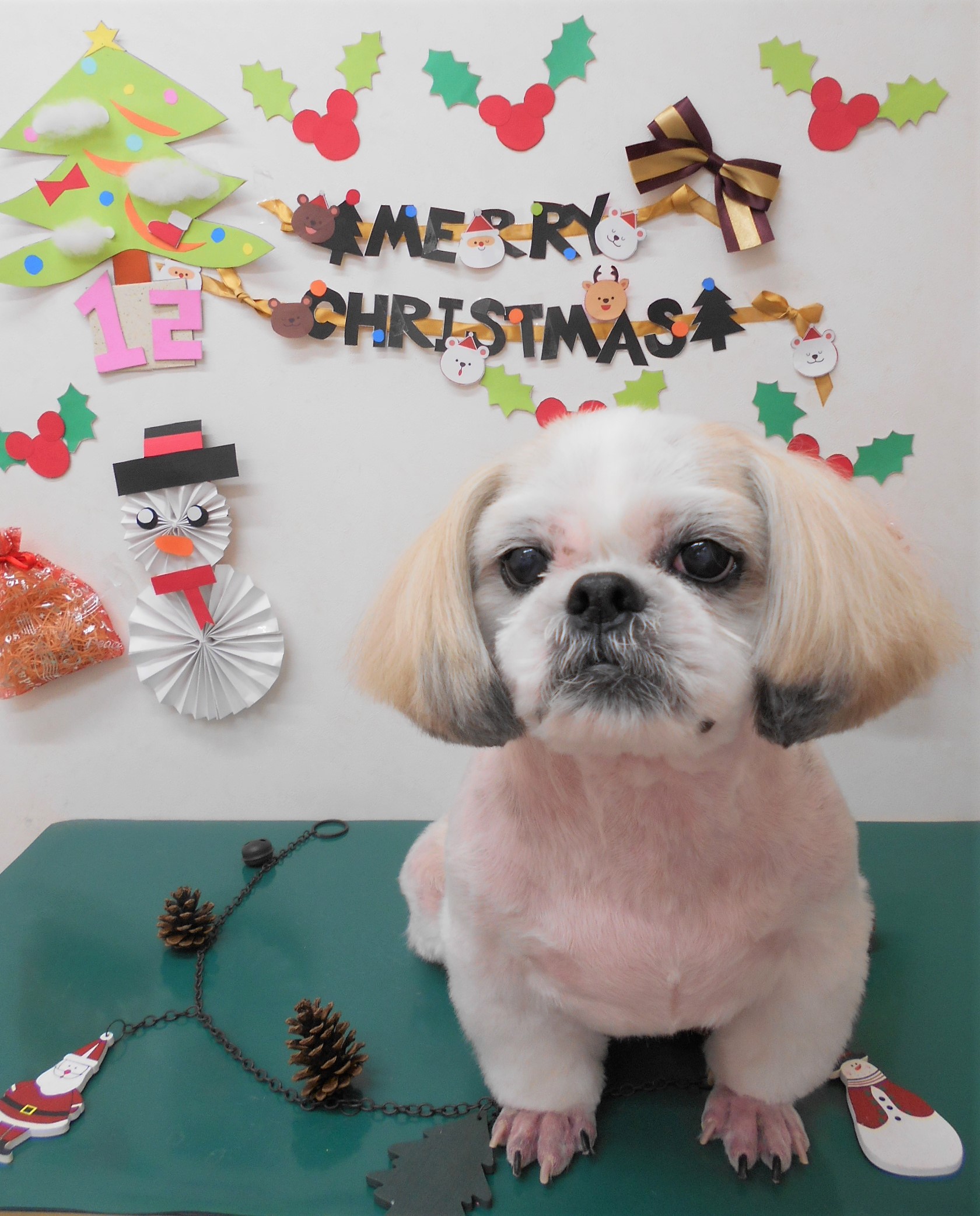 トリミングサロン シュシュどうぶつ病院からのお知らせ 2019-12-10