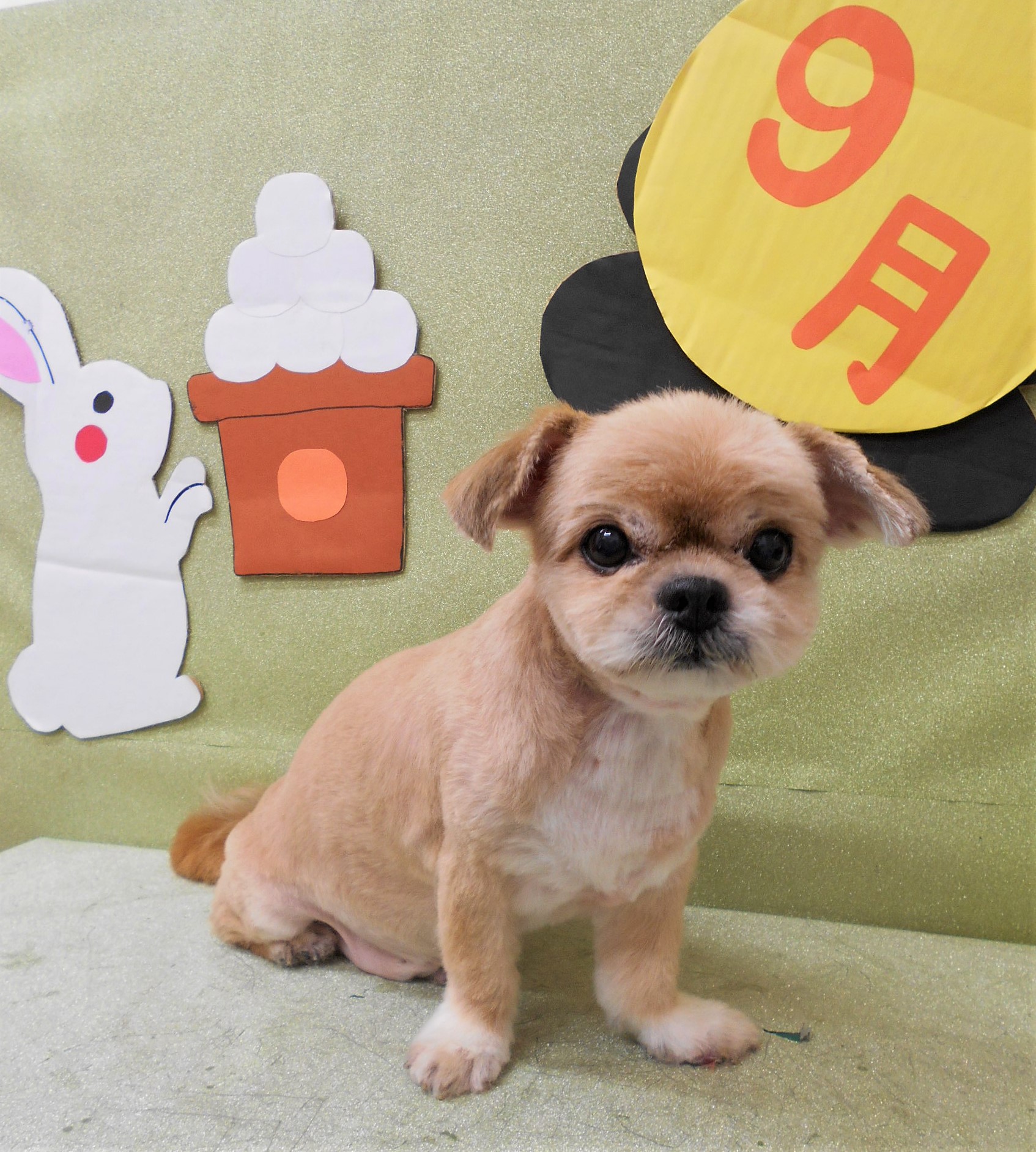 トリミングサロン シュシュどうぶつ病院からのお知らせ 2019-09-29
