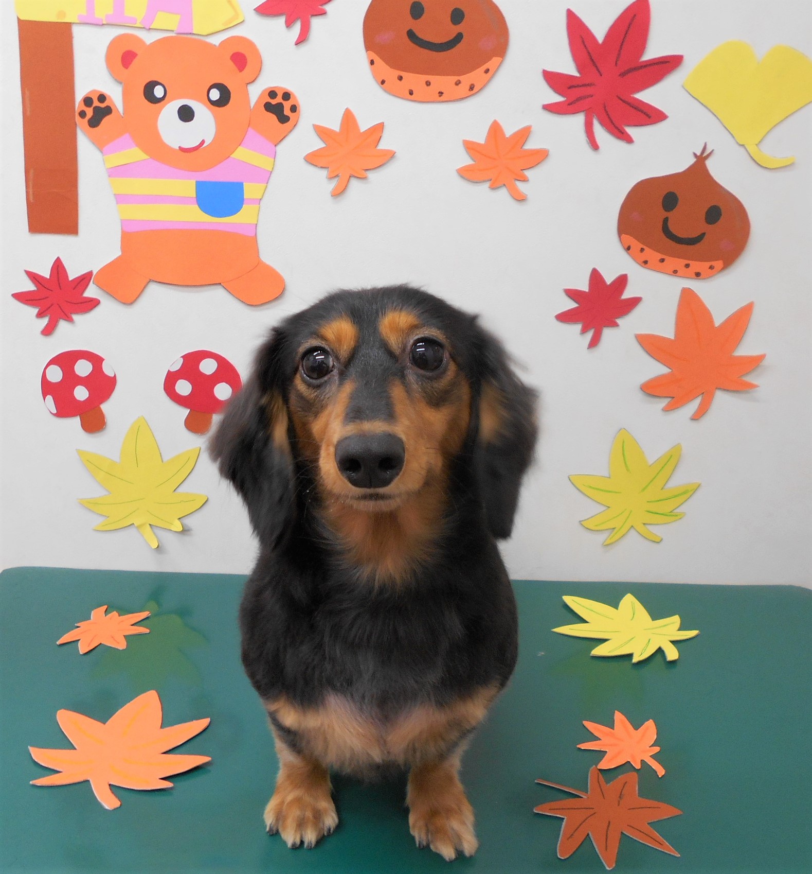 トリミングサロン シュシュどうぶつ病院からのお知らせ 2019-11-23