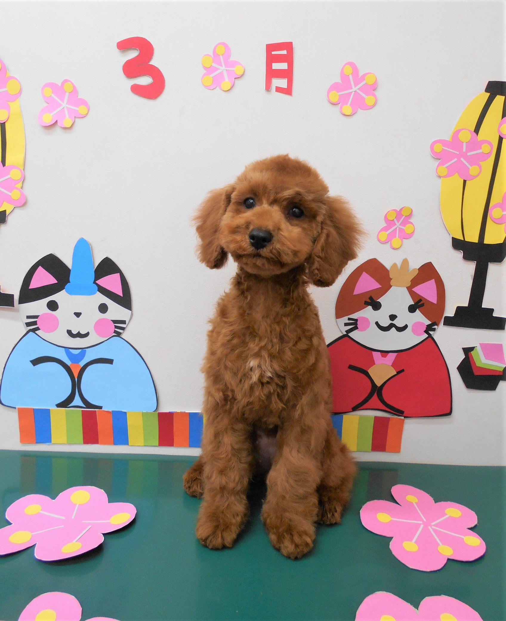トリミングサロン シュシュどうぶつ病院からのお知らせ 2020-03-04