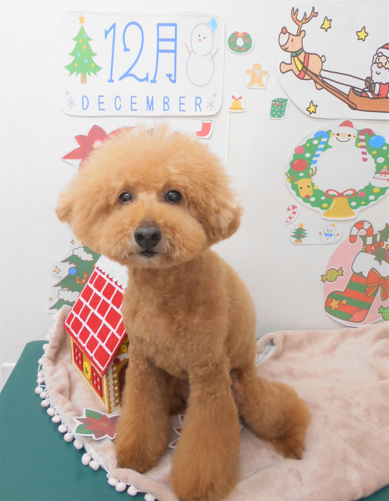 トリミングサロン シュシュどうぶつ病院からのお知らせ 2021-12-12