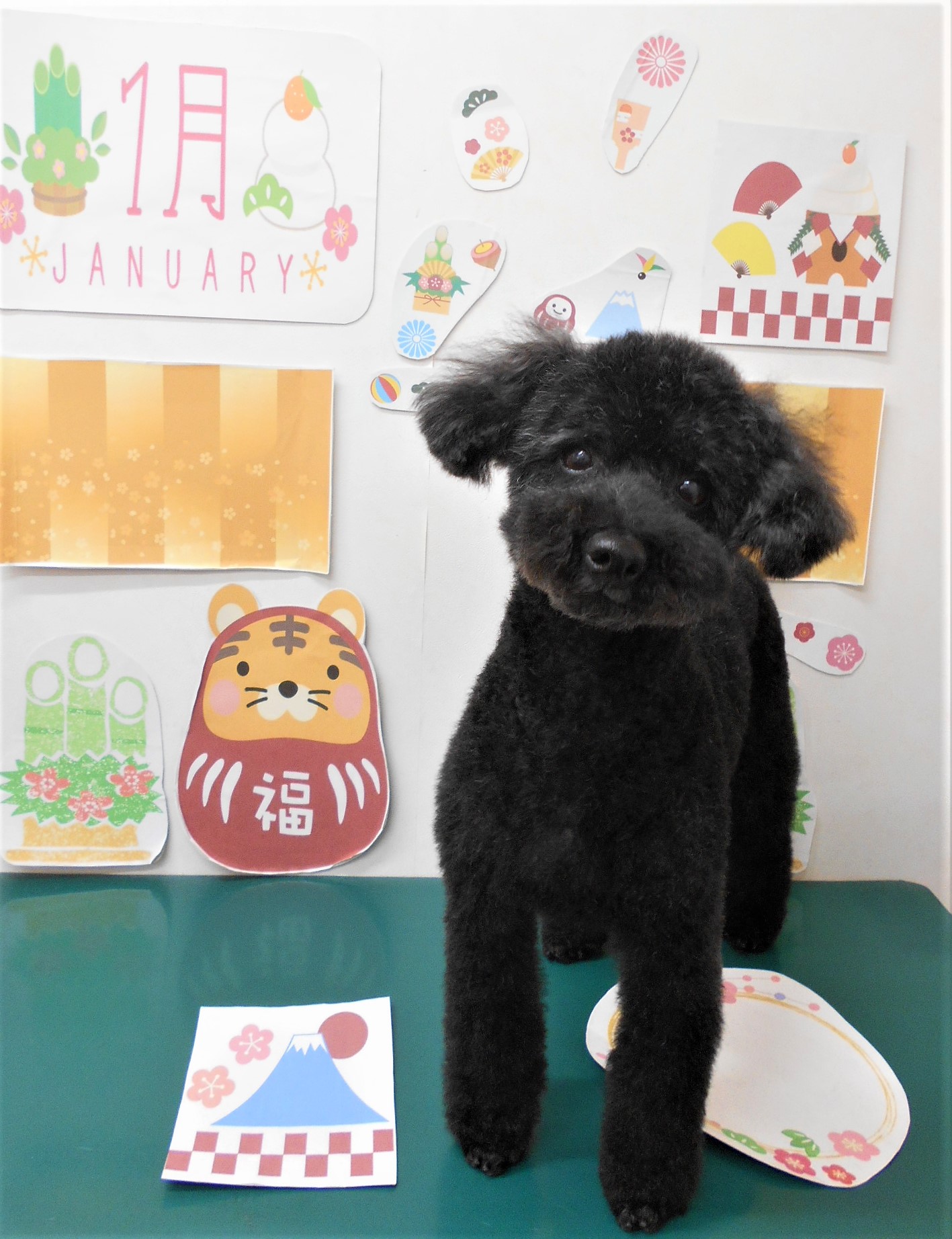 トリミングサロン シュシュどうぶつ病院からのお知らせ 2022-01-12