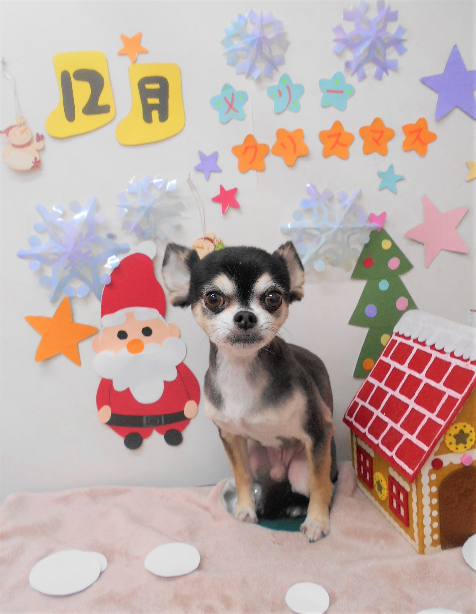 トリミングサロン シュシュどうぶつ病院からのお知らせ 2020-12-10
