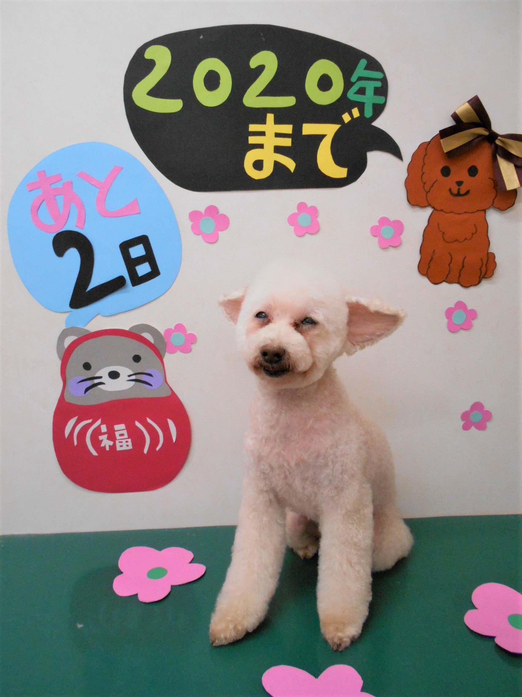 トリミングサロン シュシュどうぶつ病院からのお知らせ 2019-12-30