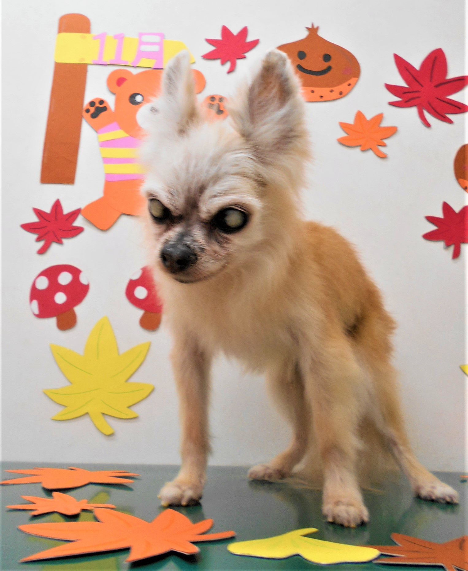 トリミングサロン シュシュどうぶつ病院からのお知らせ 2019-11-05