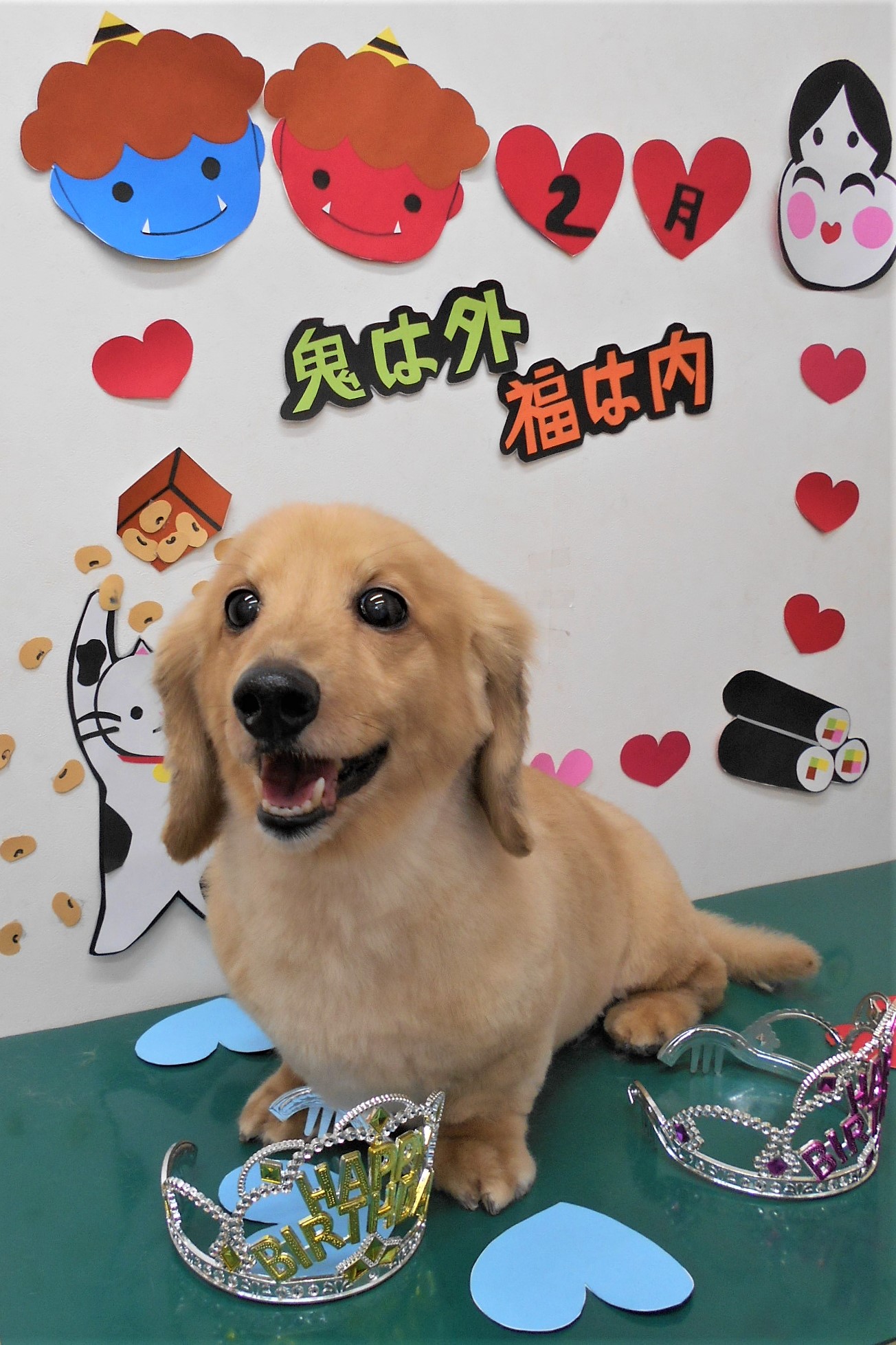 トリミングサロン シュシュどうぶつ病院からのお知らせ 2020-02-21