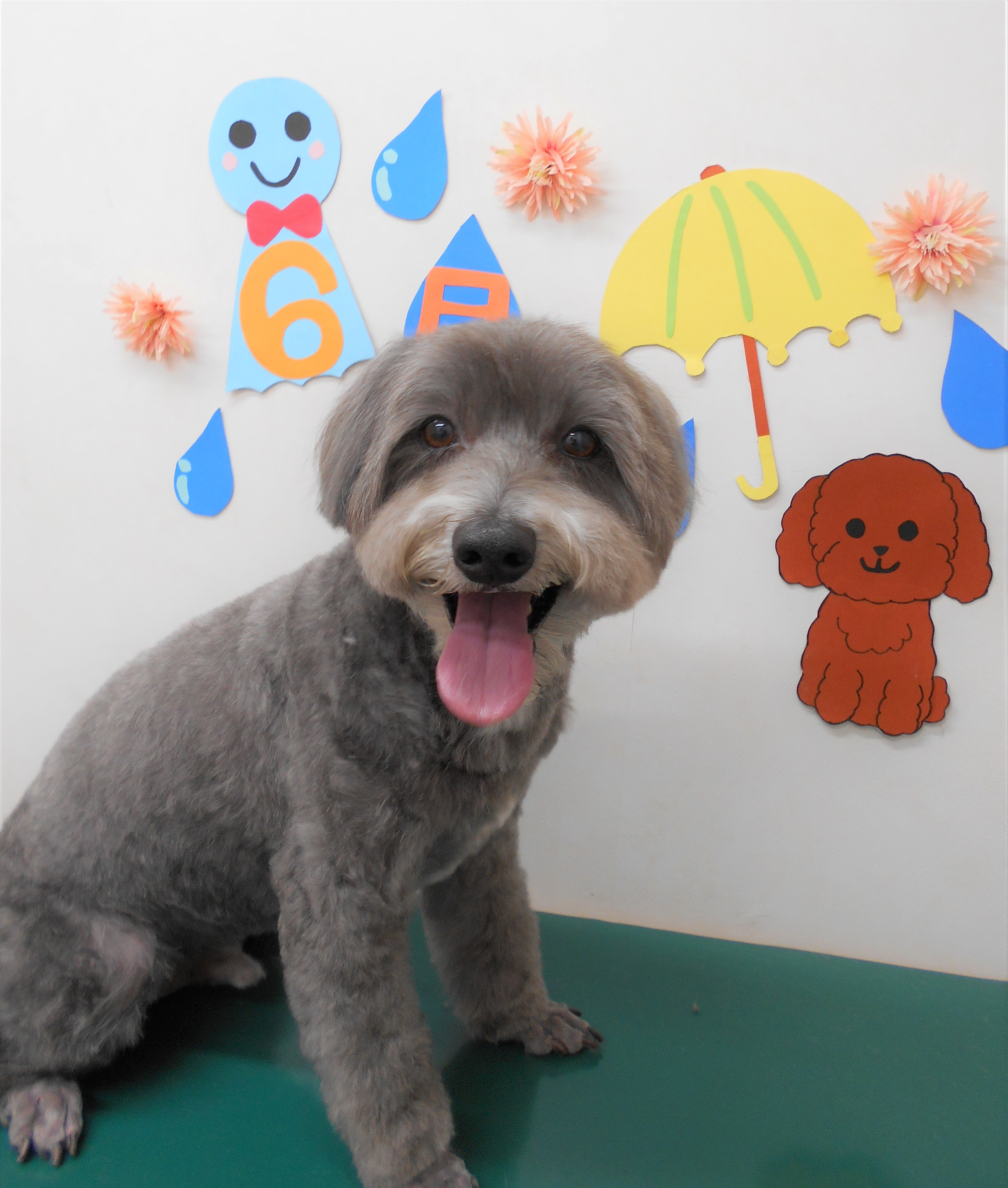 トリミングサロン シュシュどうぶつ病院からのお知らせ 2019-06-25