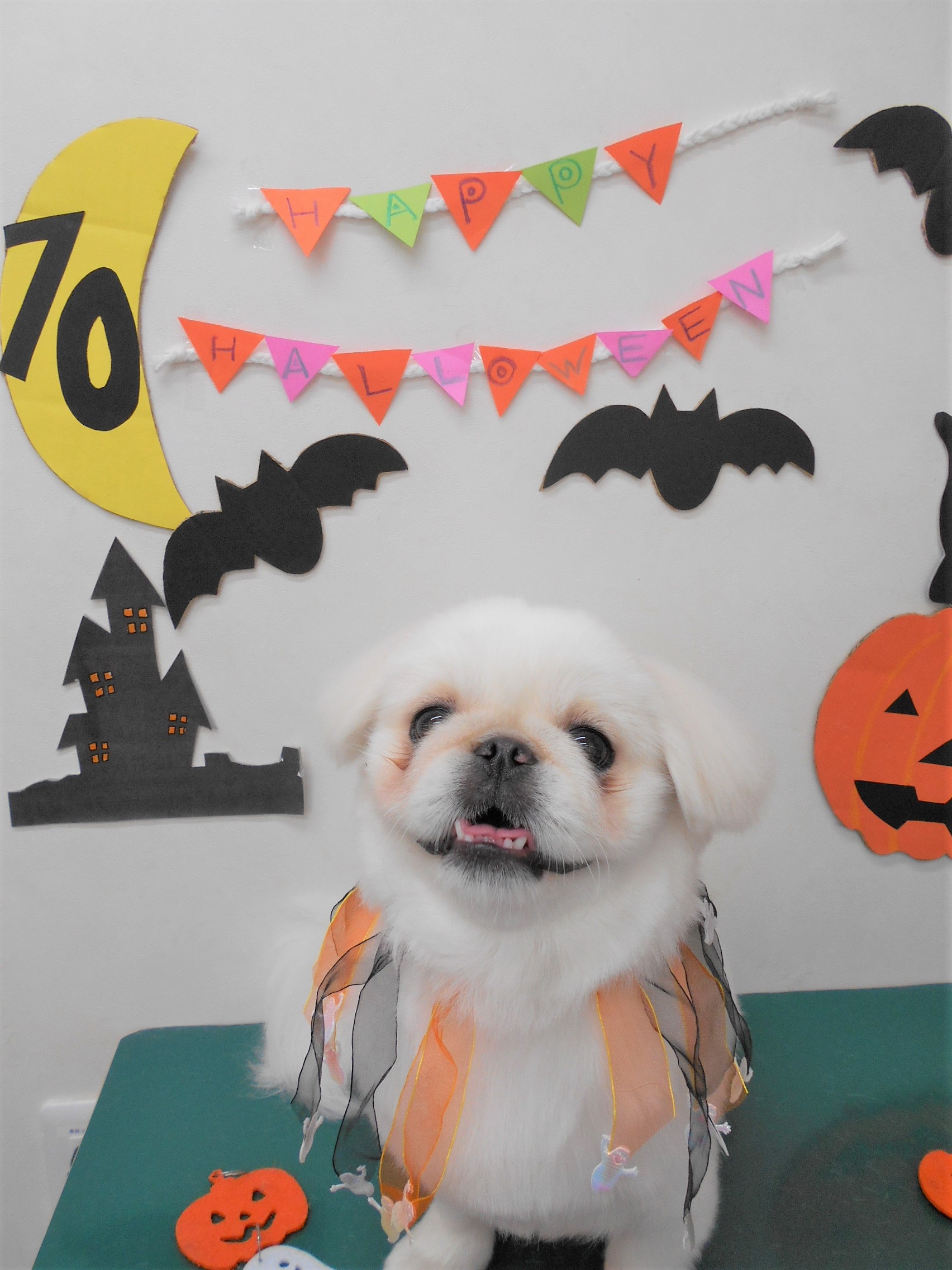 トリミングサロン シュシュどうぶつ病院からのお知らせ 2019-10-04