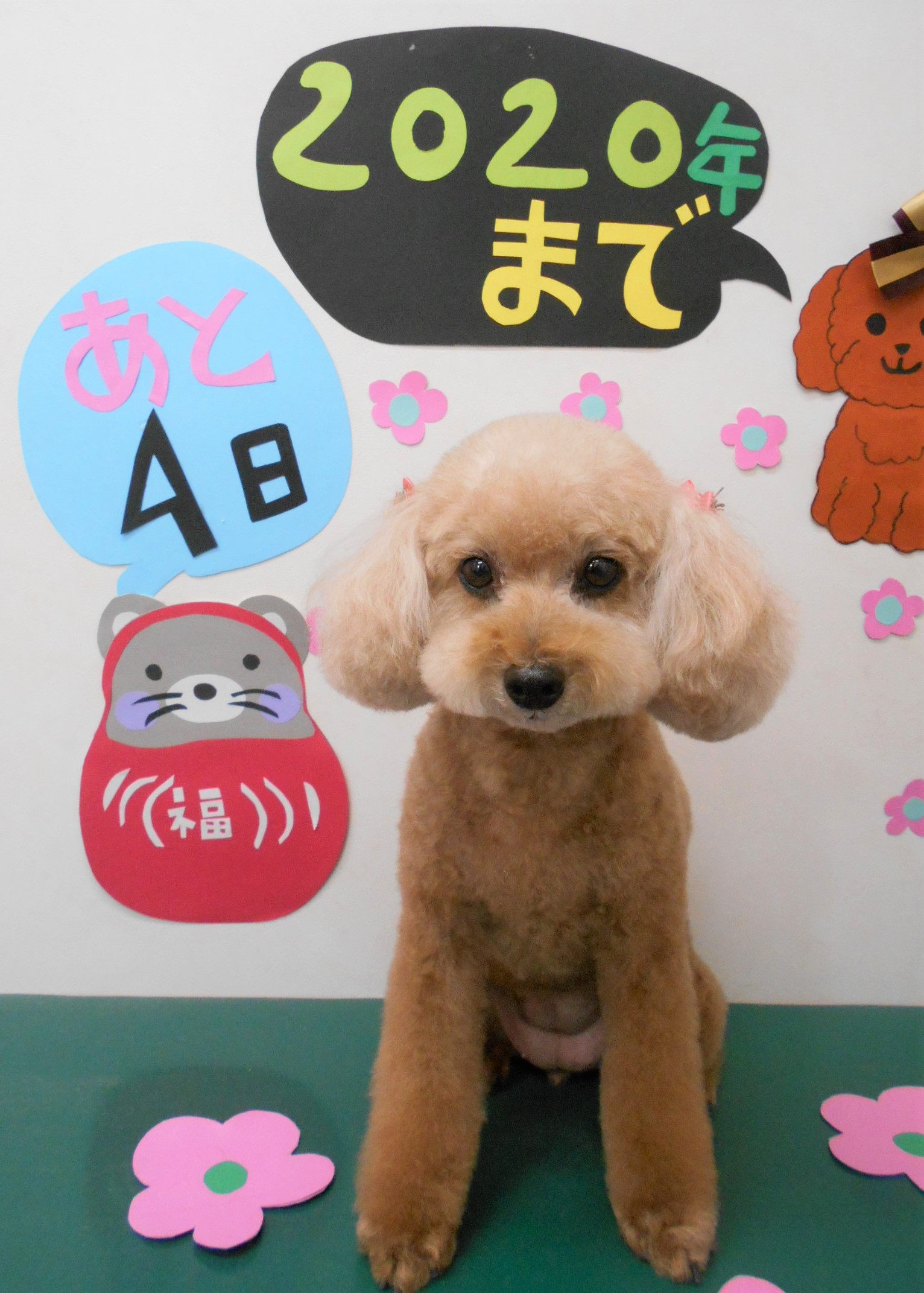 トリミングサロン シュシュどうぶつ病院からのお知らせ 2019-12-28