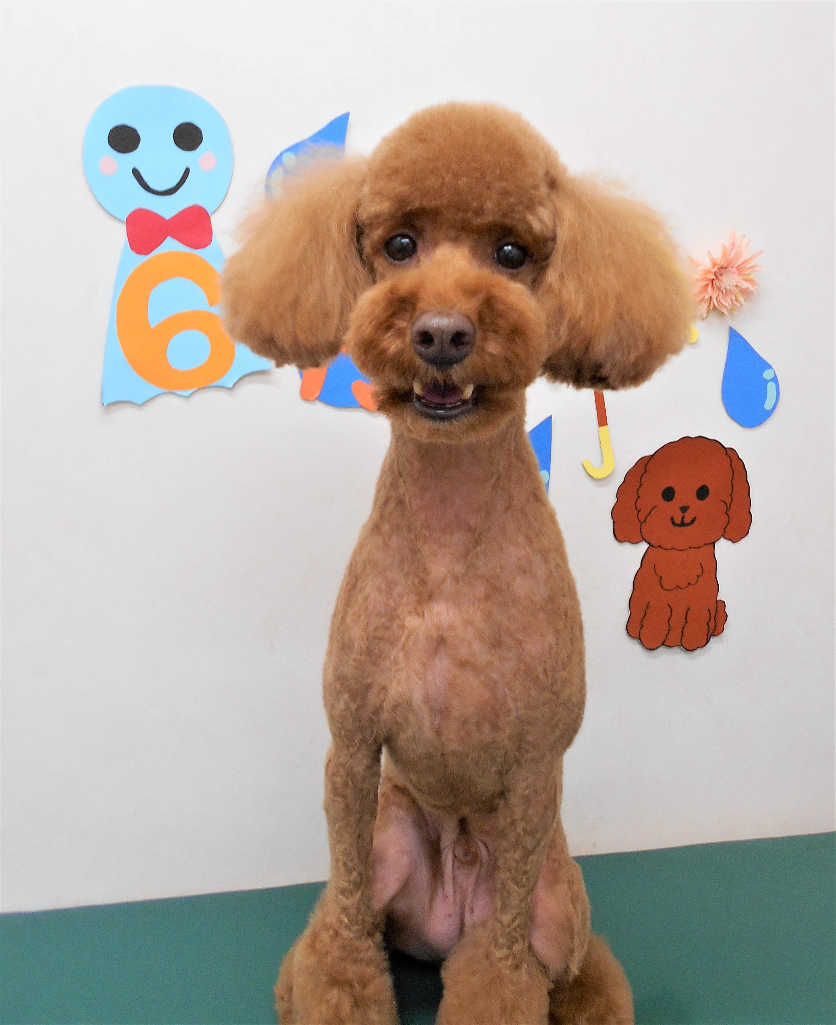 トリミングサロン シュシュどうぶつ病院からのお知らせ 2019-06-30
