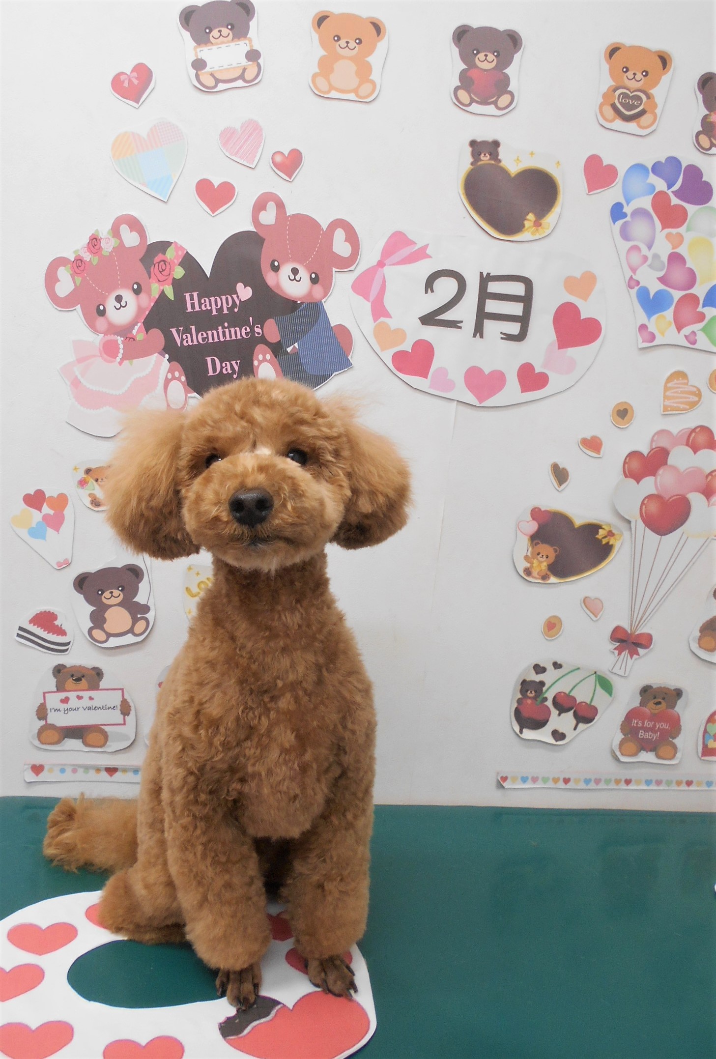 トリミングサロン シュシュどうぶつ病院からのお知らせ 2022-02-16