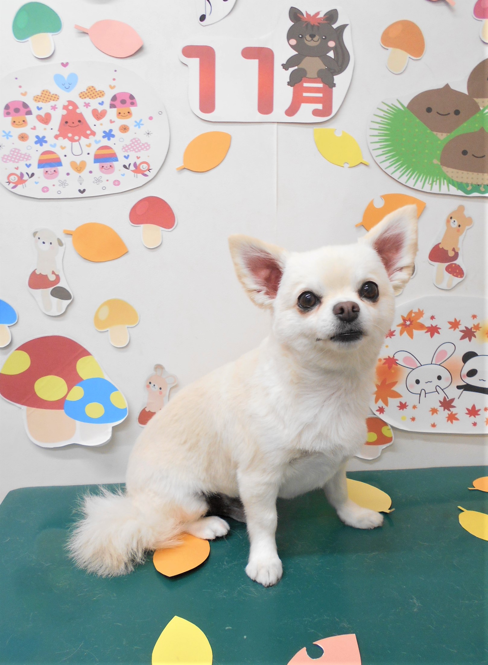 トリミングサロン シュシュどうぶつ病院からのお知らせ 2021-11-18