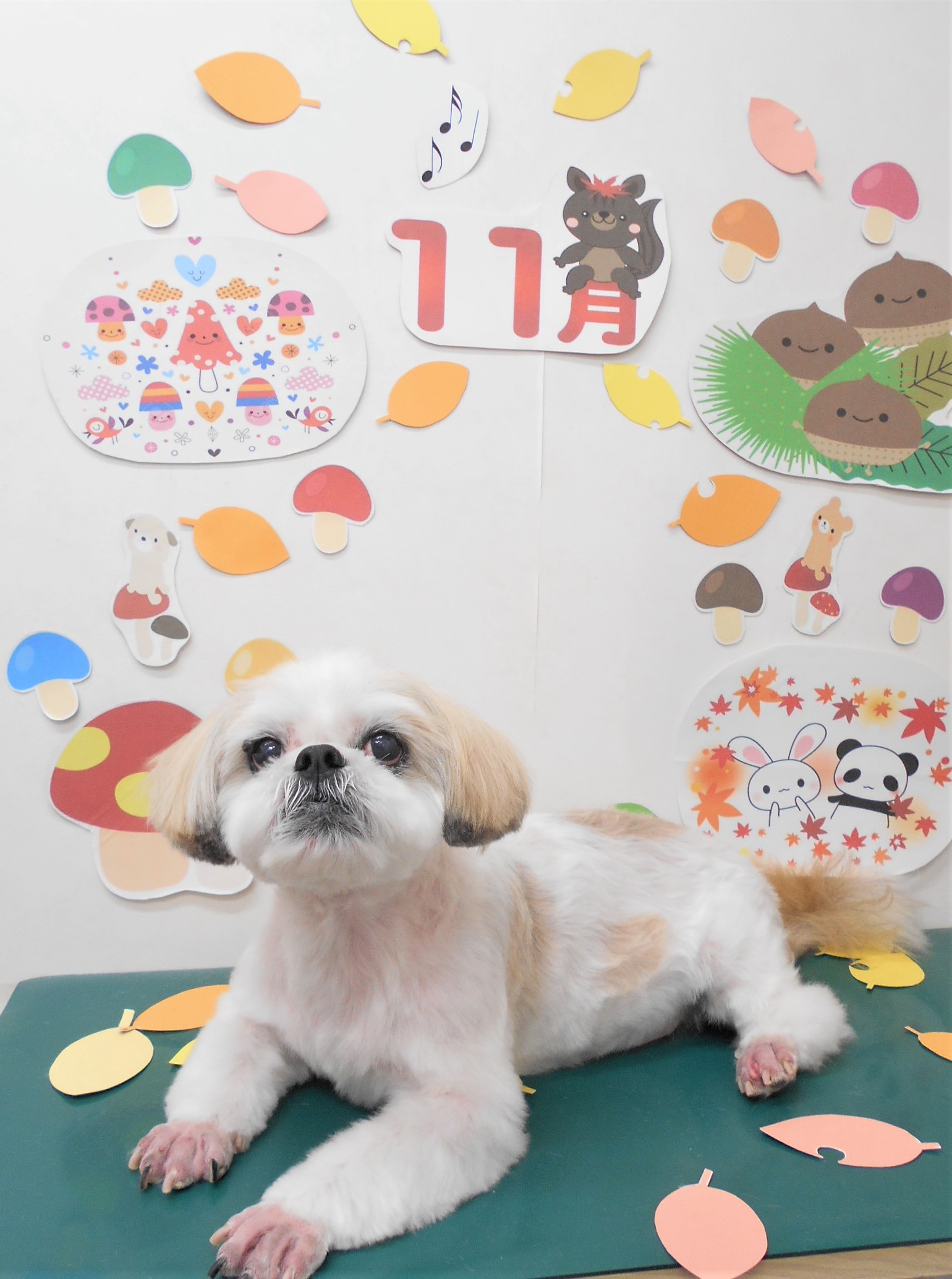 トリミングサロン シュシュどうぶつ病院からのお知らせ 2021-11-19