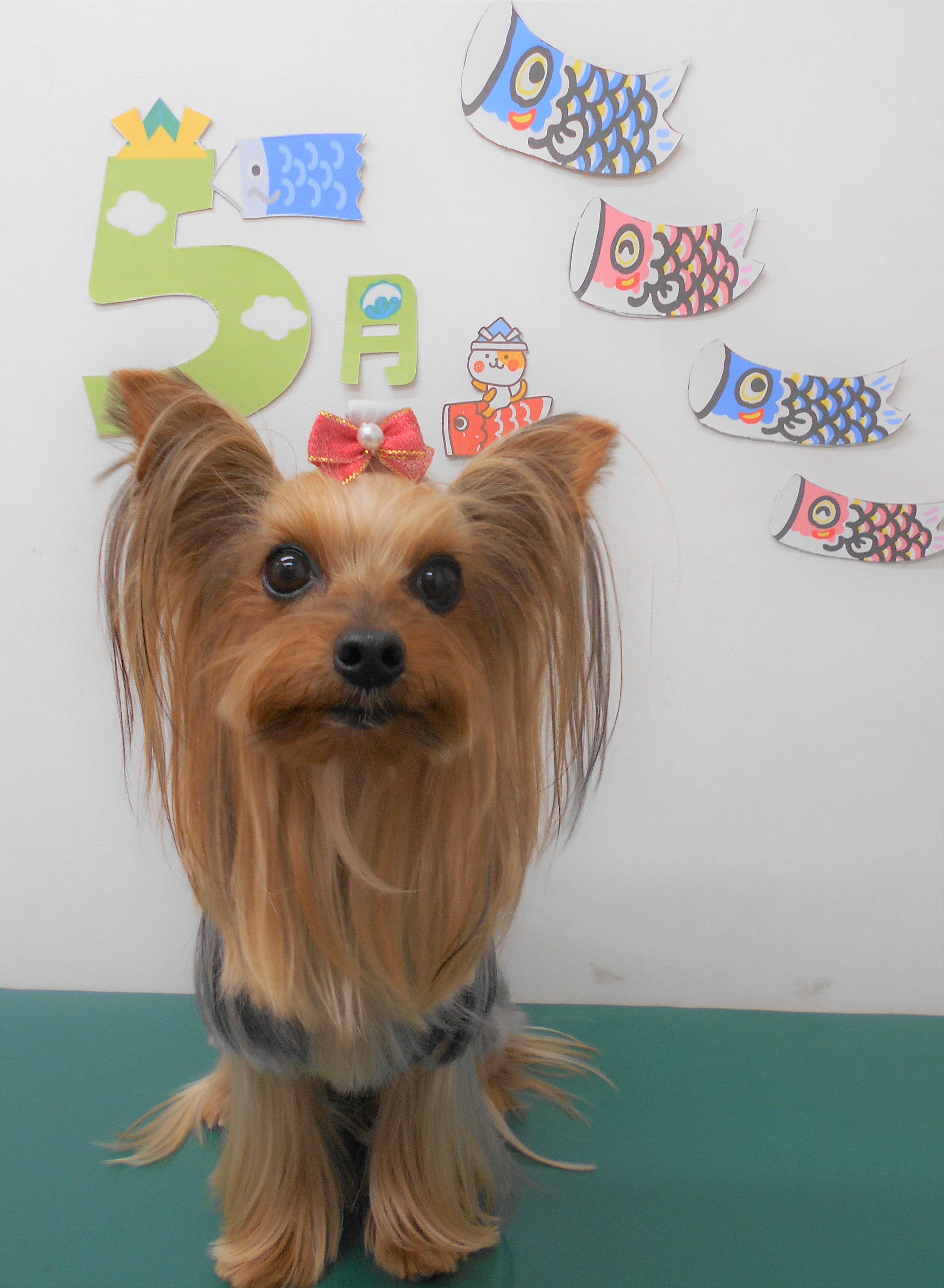トリミングサロン シュシュどうぶつ病院からのお知らせ 2019-05-03