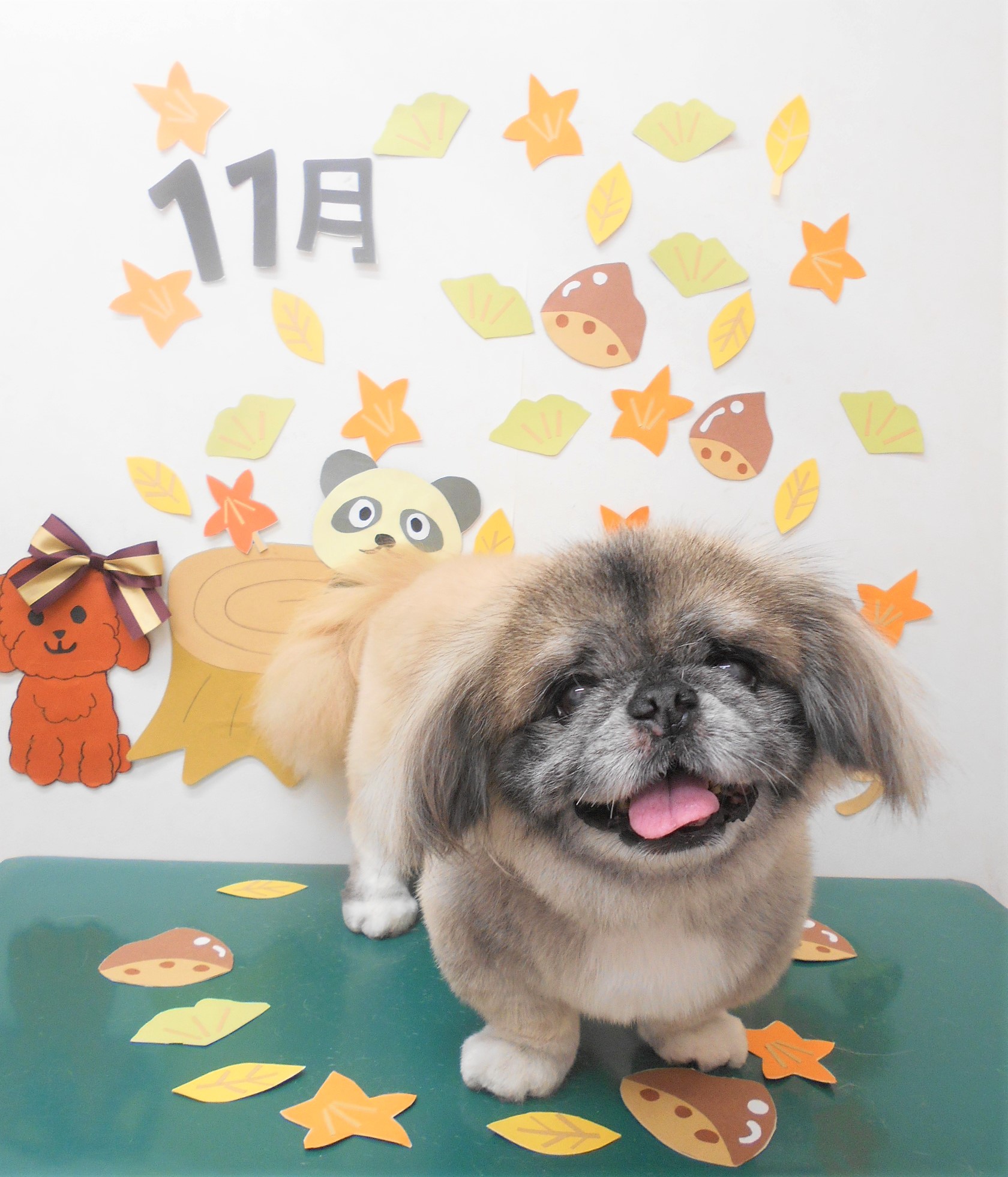 トリミングサロン シュシュどうぶつ病院からのお知らせ 2020-11-07