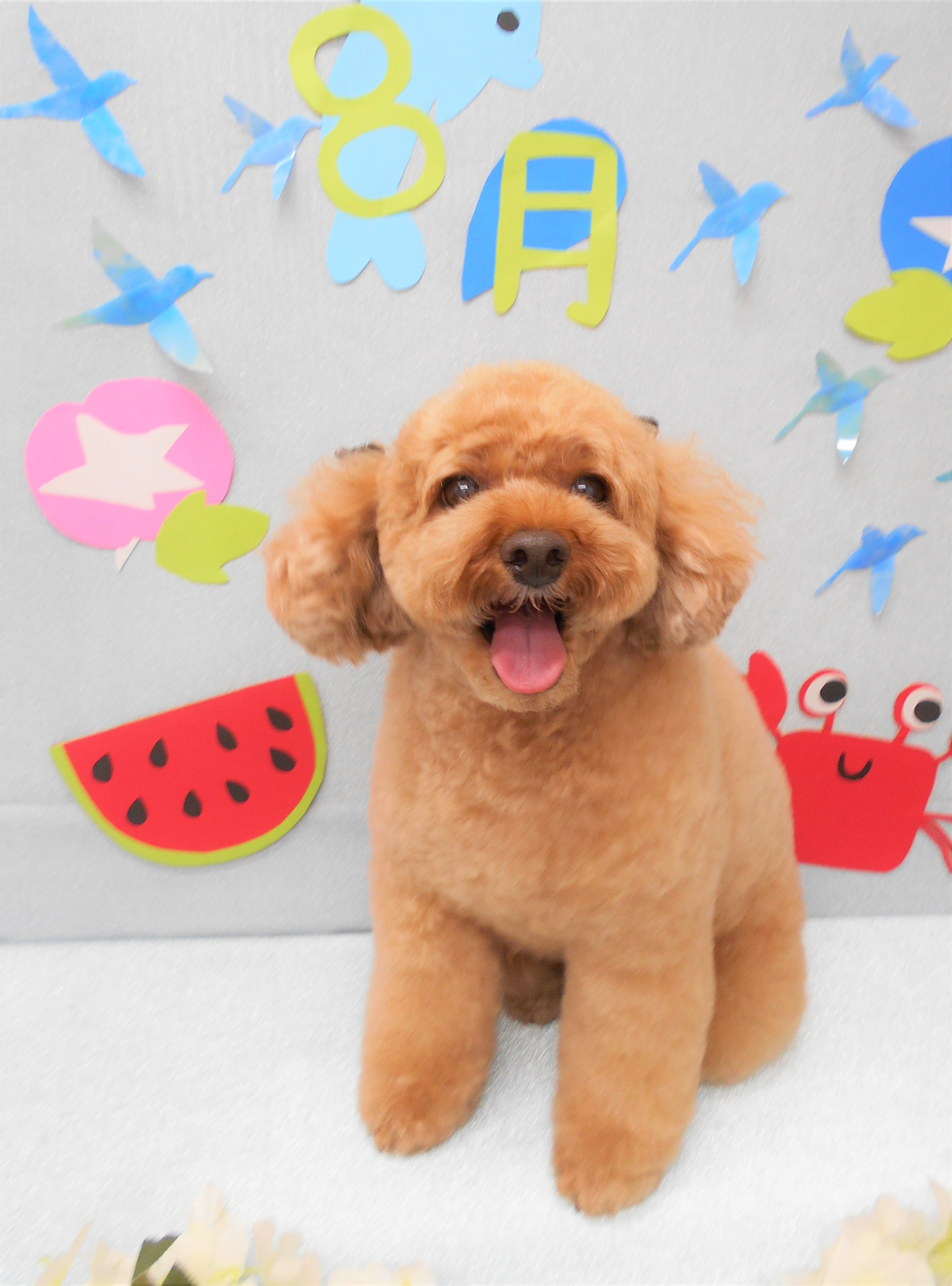 トリミングサロン シュシュどうぶつ病院からのお知らせ 2019-08-02