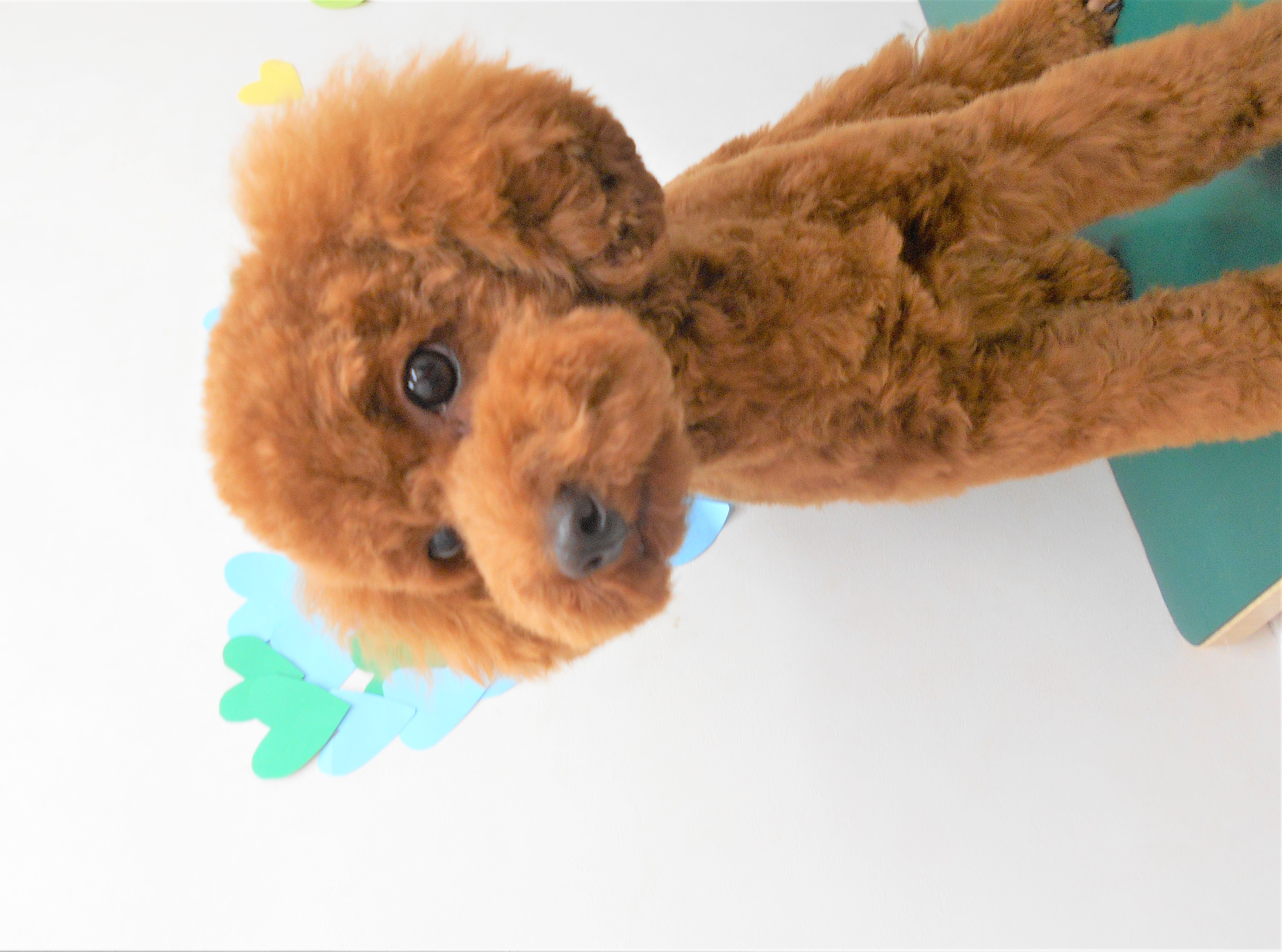トリミングサロン シュシュどうぶつ病院からのお知らせ 2019-03-29