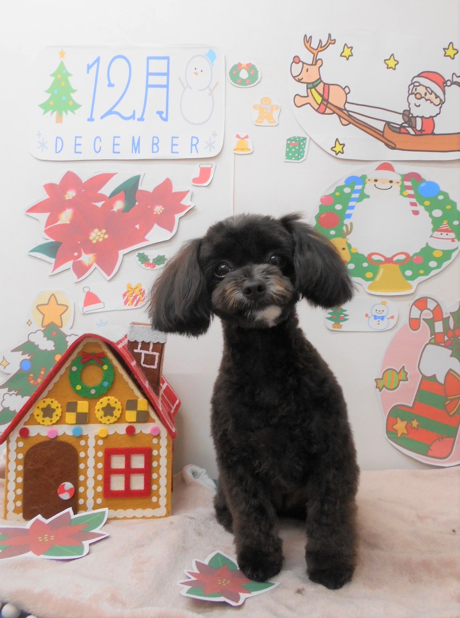 トリミングサロン シュシュどうぶつ病院からのお知らせ 2021-12-16