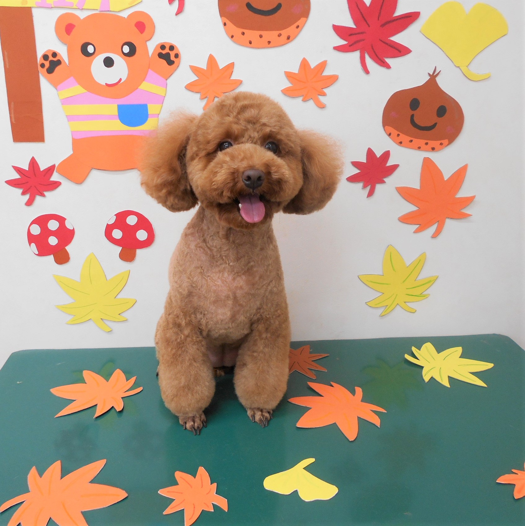 トリミングサロン シュシュどうぶつ病院からのお知らせ 2019-11-02