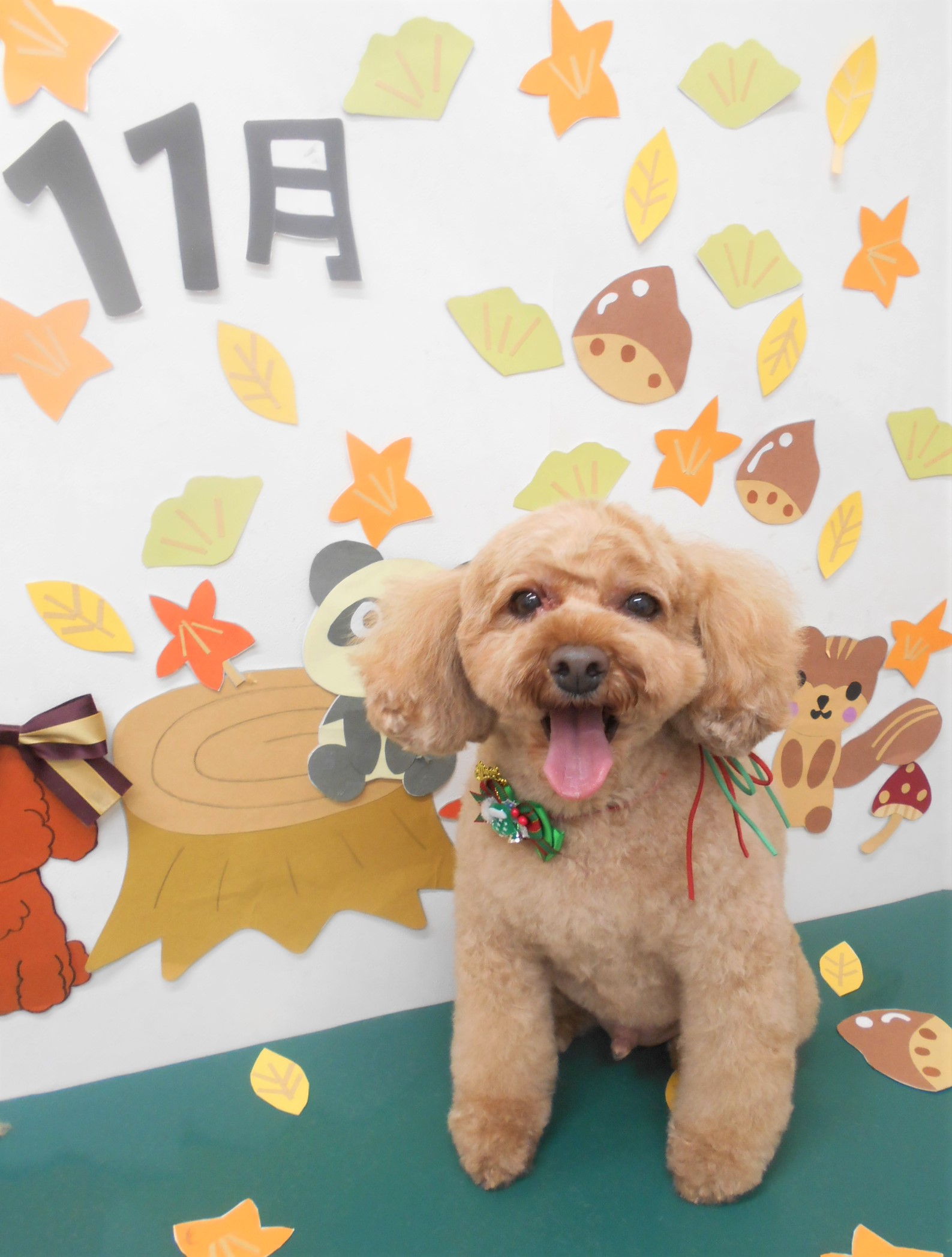 トリミングサロン シュシュどうぶつ病院からのお知らせ 2020-11-20