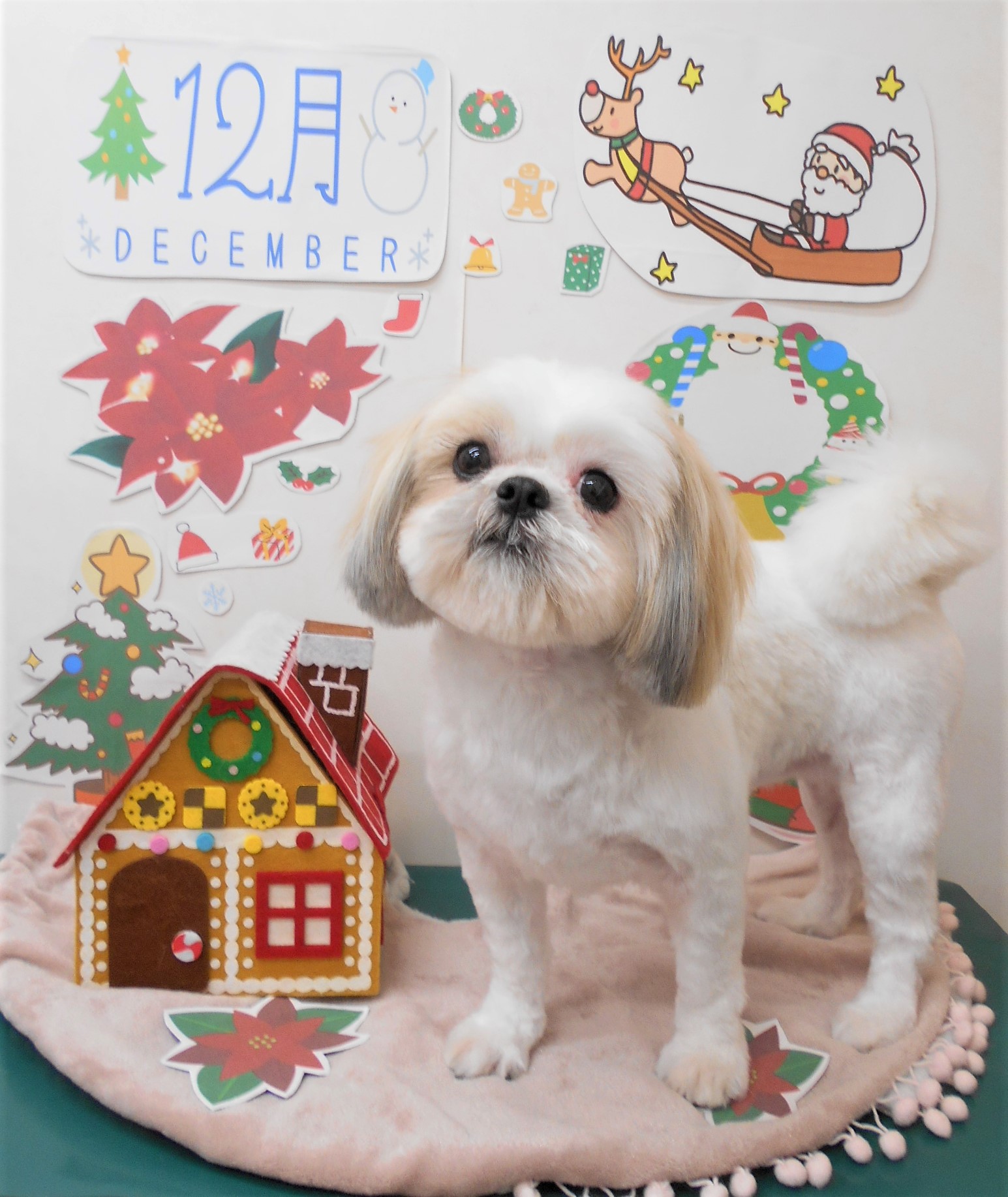トリミングサロン シュシュどうぶつ病院からのお知らせ 2021-12-10