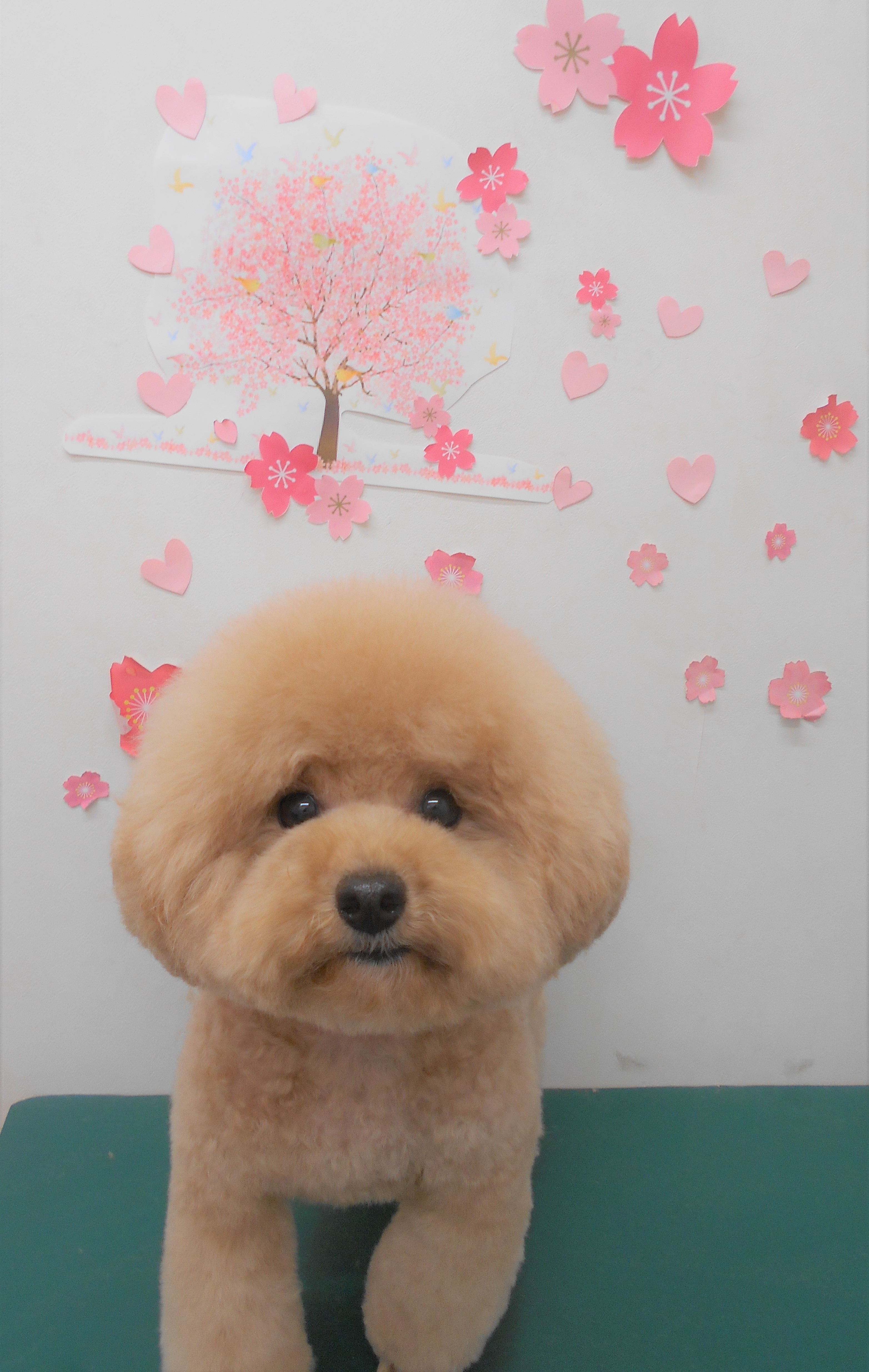 トリミングサロン シュシュどうぶつ病院からのお知らせ 2019-04-30
