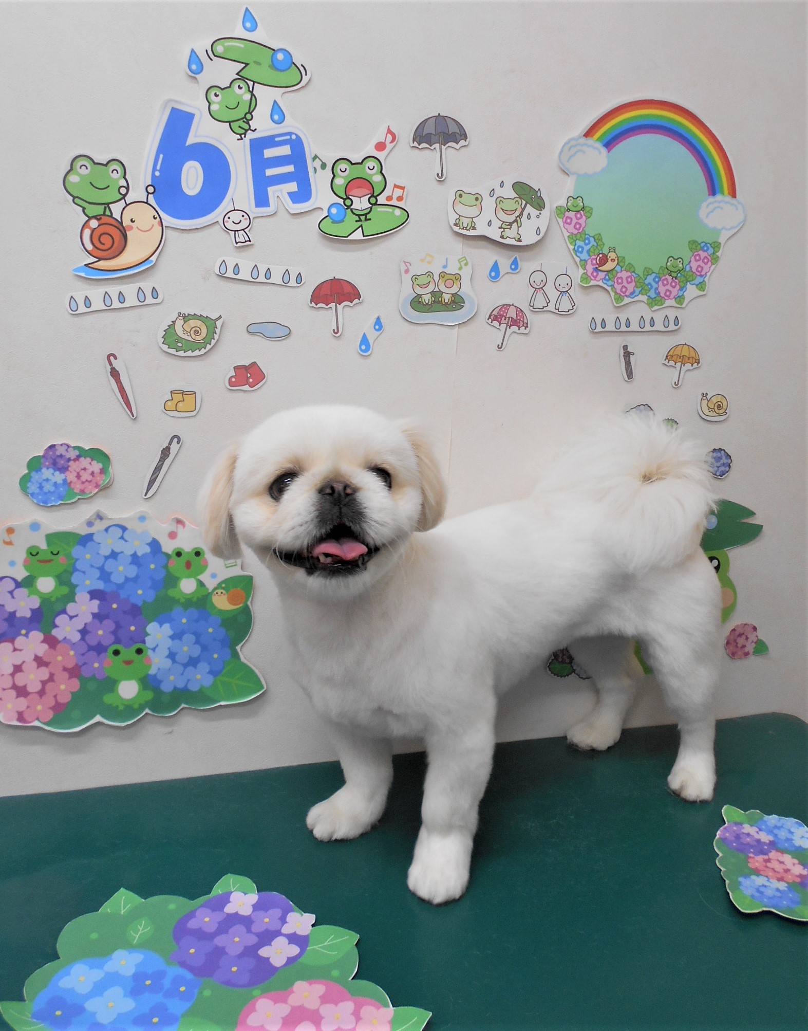 トリミングサロン シュシュどうぶつ病院からのお知らせ 2021-06-17