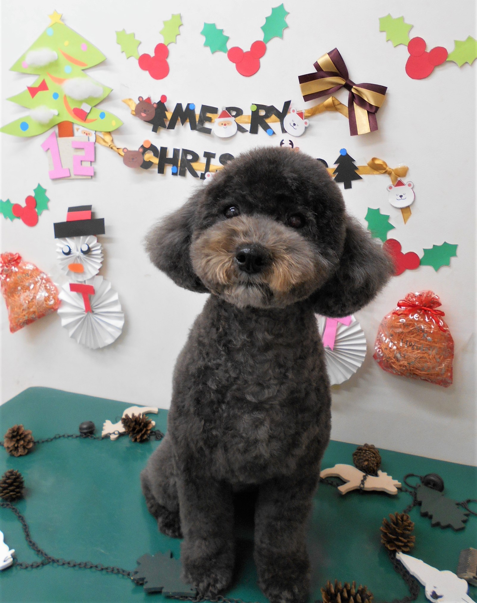 トリミングサロン シュシュどうぶつ病院からのお知らせ 2019-12-15