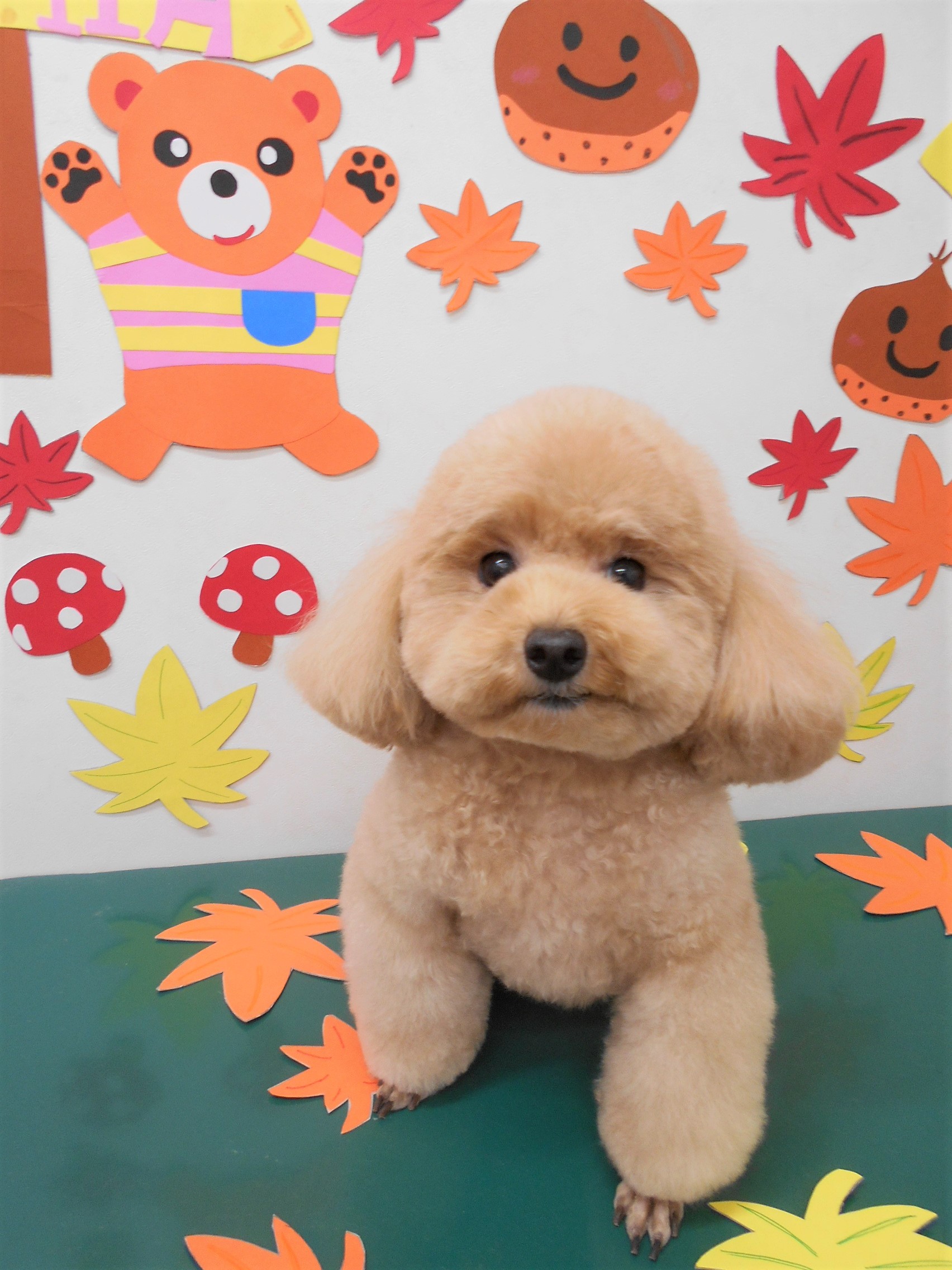 トリミングサロン シュシュどうぶつ病院からのお知らせ 2019-11-06
