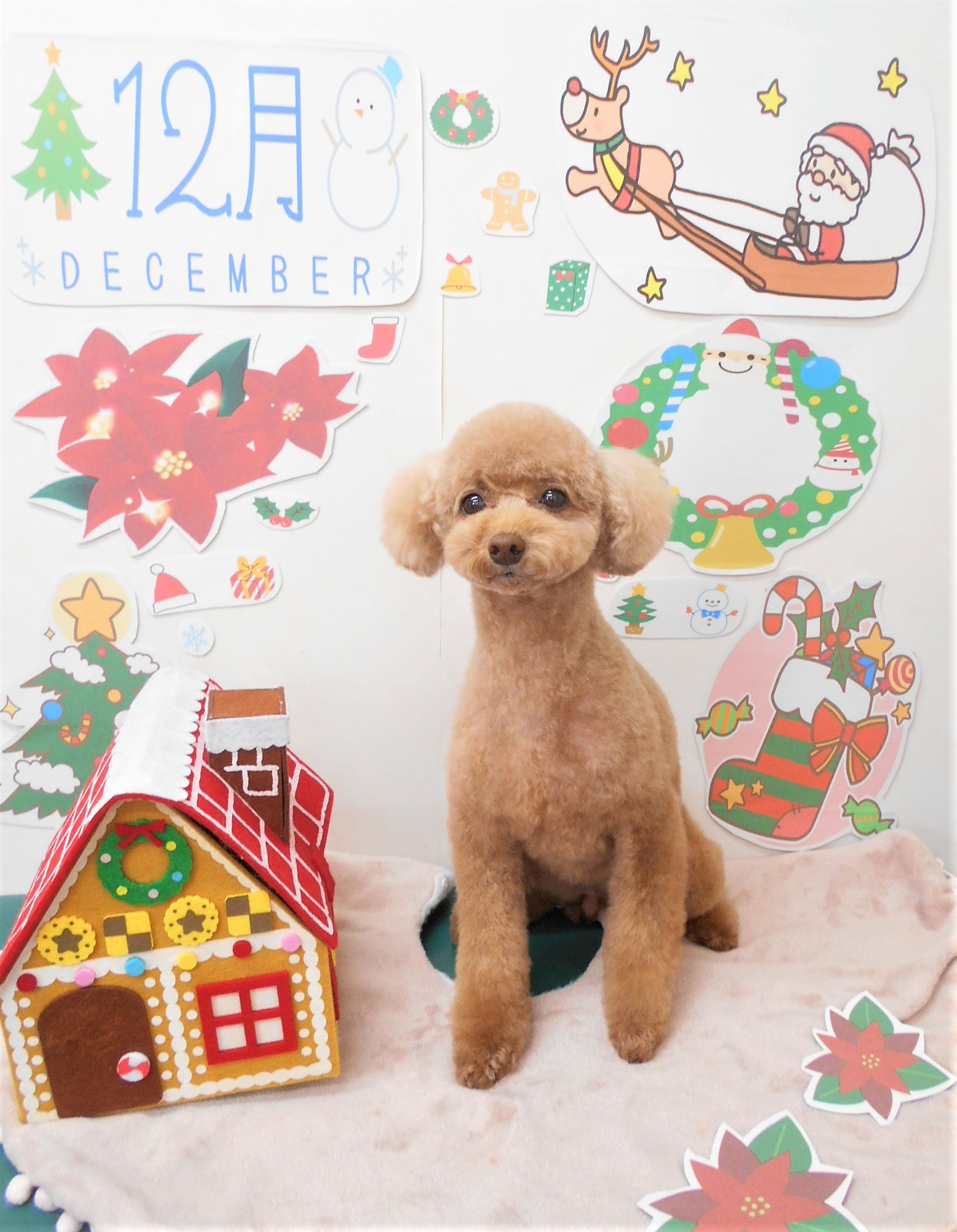 トリミングサロン シュシュどうぶつ病院からのお知らせ 2021-12-01