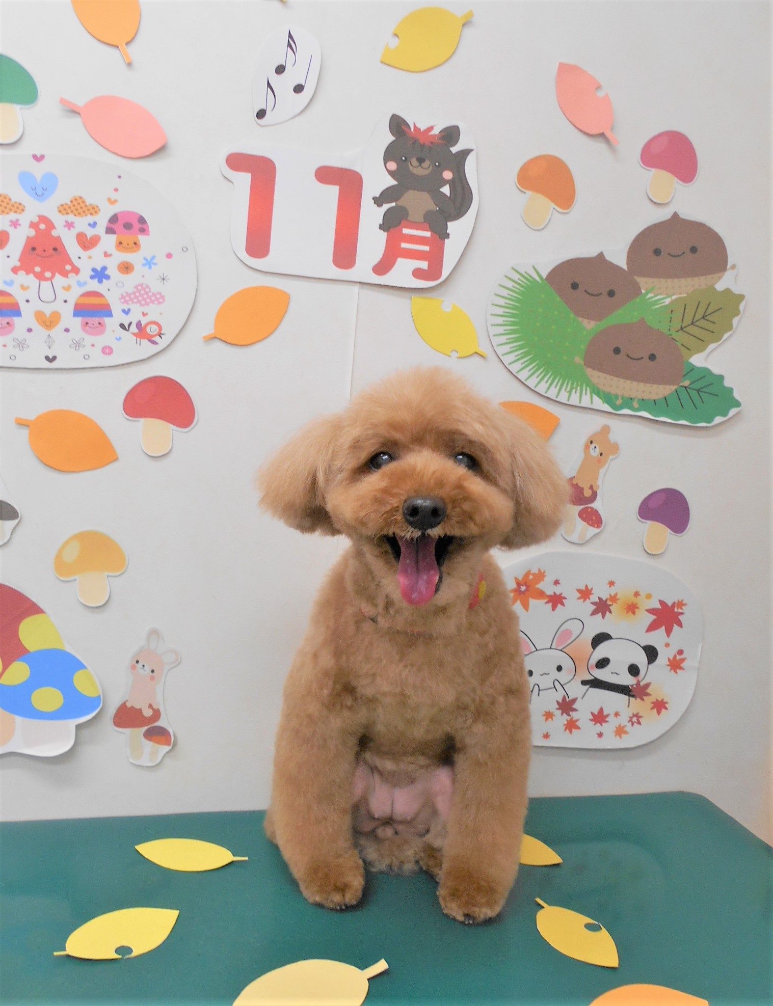 トリミングサロン シュシュどうぶつ病院からのお知らせ 2021-11-12