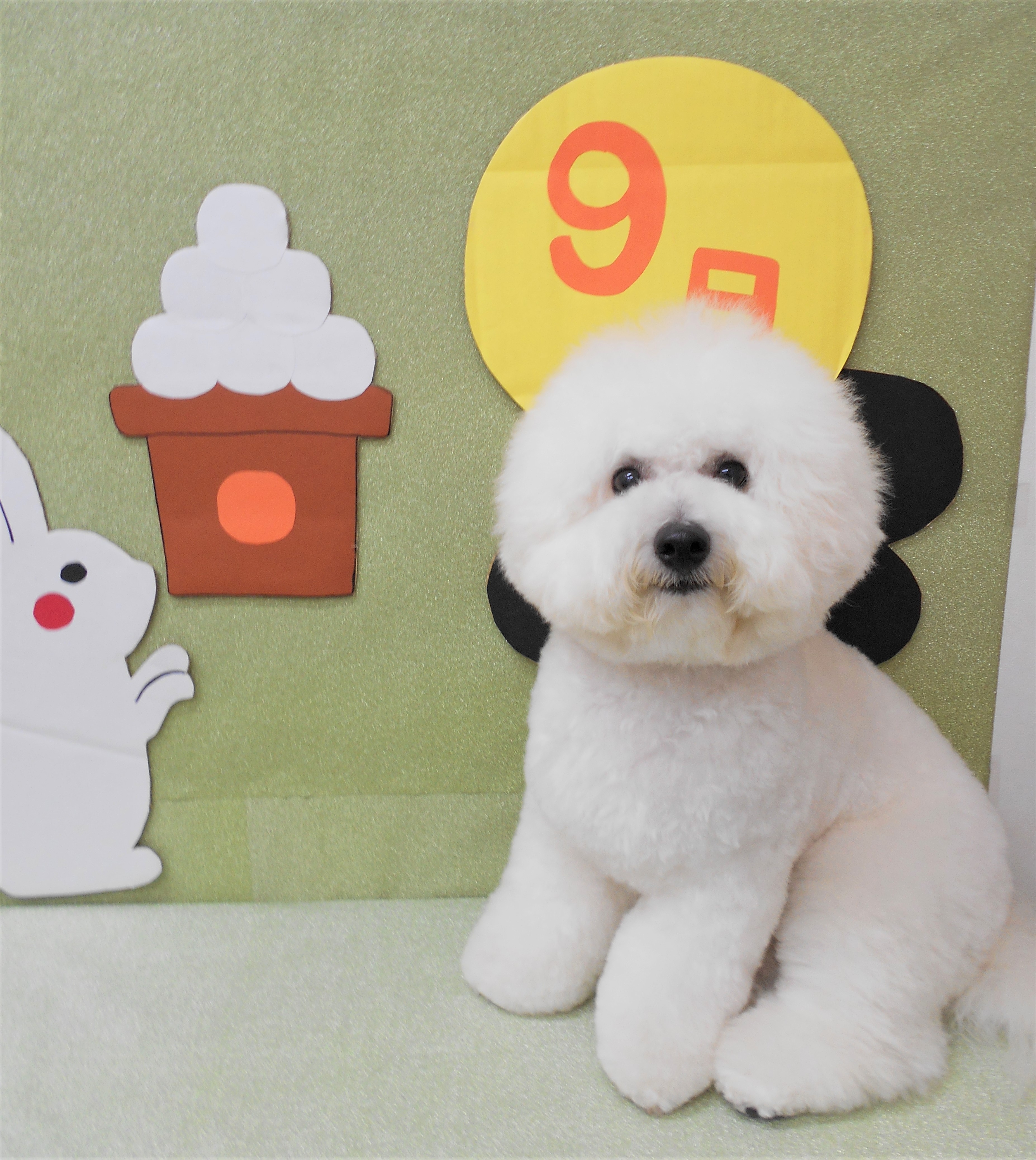 トリミングサロン シュシュどうぶつ病院からのお知らせ 2019-09-03