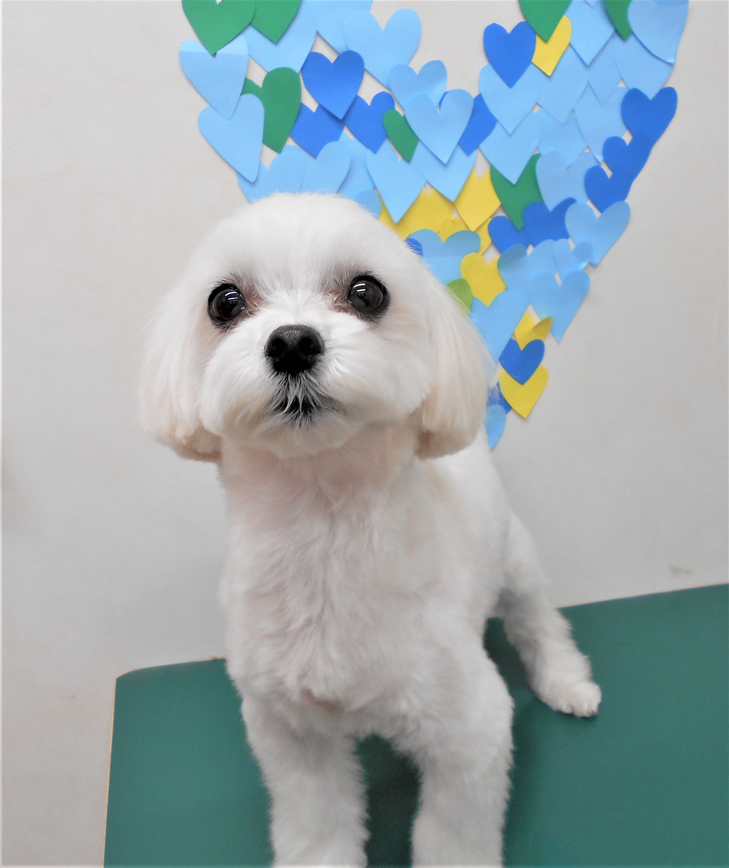 トリミングサロン シュシュどうぶつ病院からのお知らせ 2019-03-09