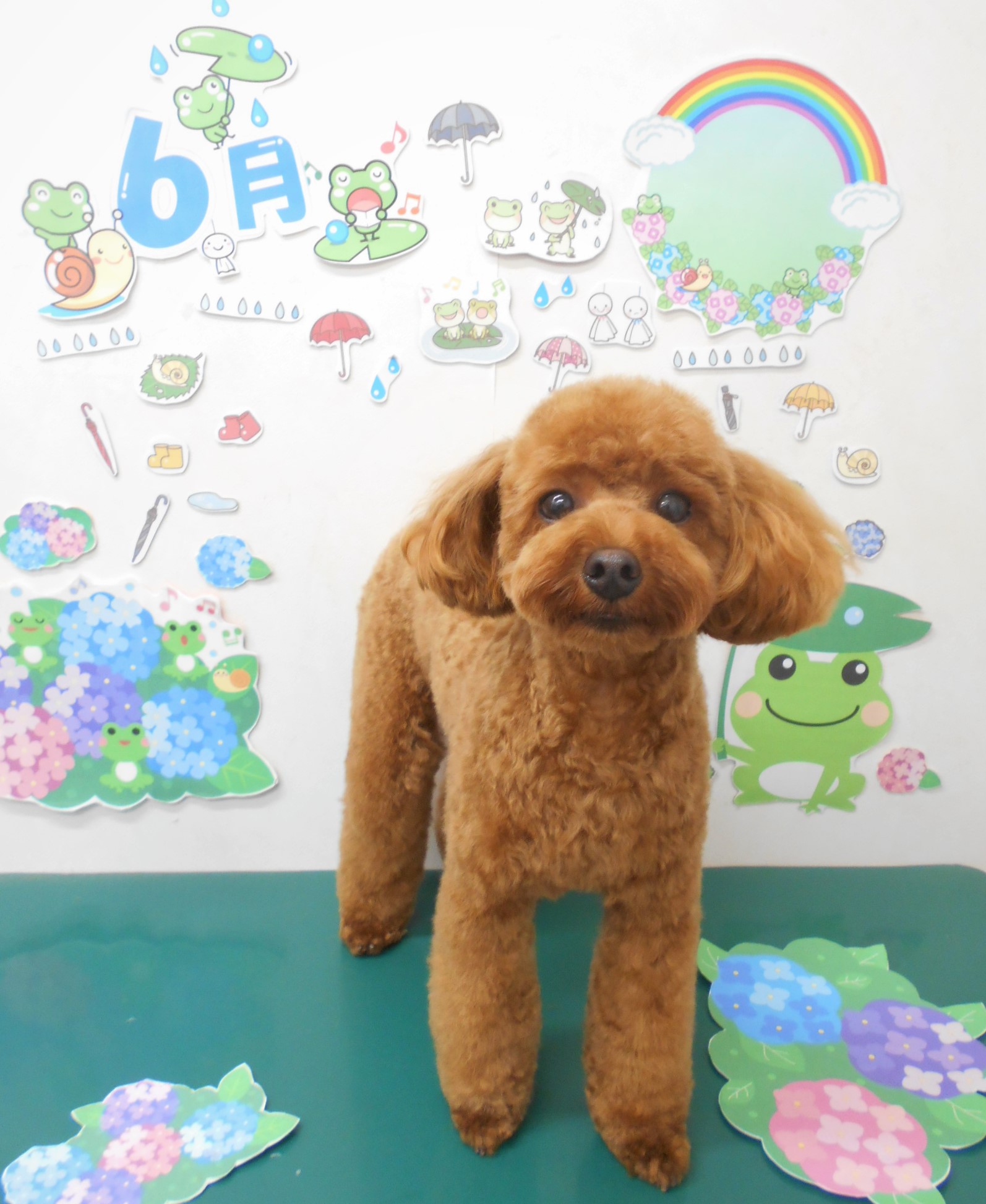 トリミングサロン シュシュどうぶつ病院からのお知らせ 2021-06-05