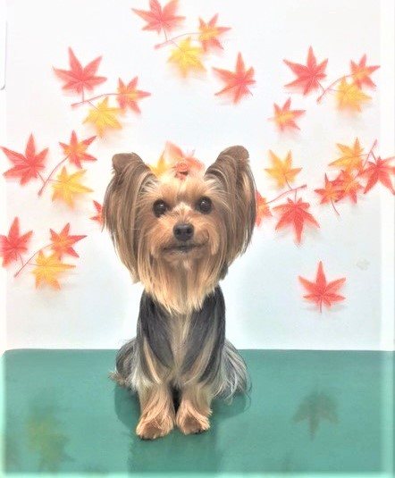 トリミングサロン シュシュどうぶつ病院からのお知らせ 2018-10-06